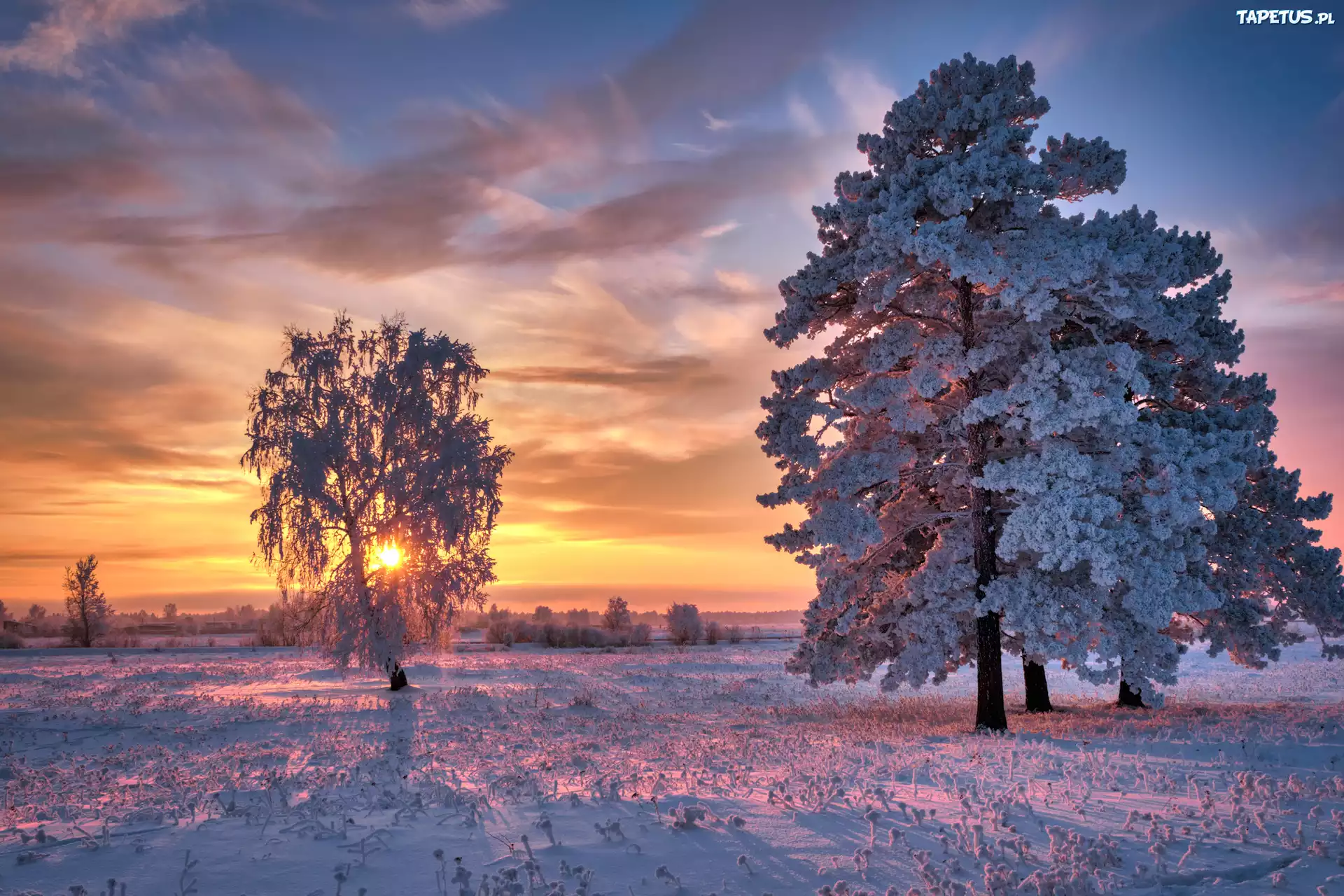 Ośnieżone, Drzewa, Trawa, Wschód słońca
