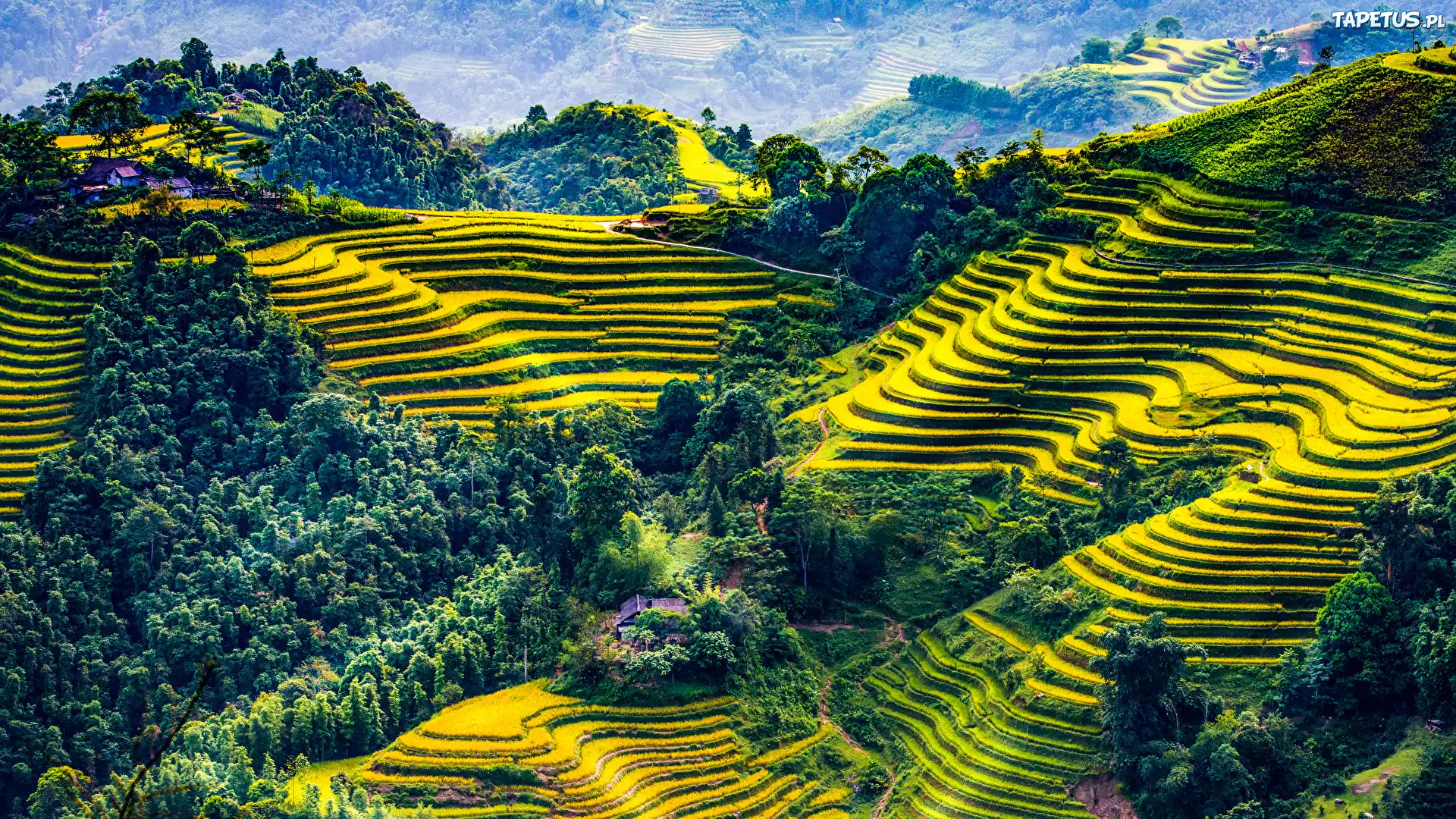 Pola uprawne, Drzewa, Tarasy rolne, Prowincja Mu Cang Chai Hill, Wietnam