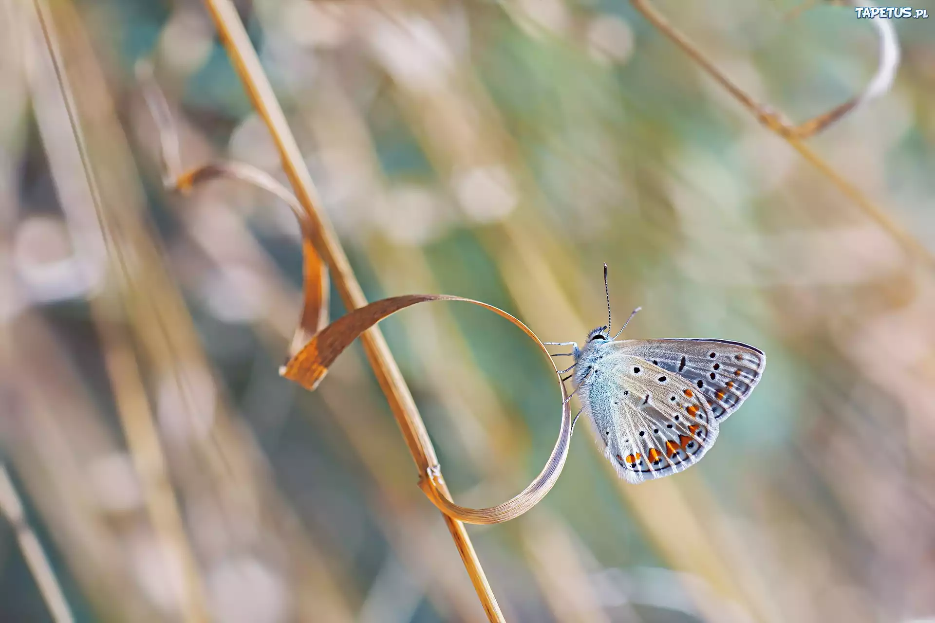 Motyl, Modraszek ikar, Trawa, Źdźbło