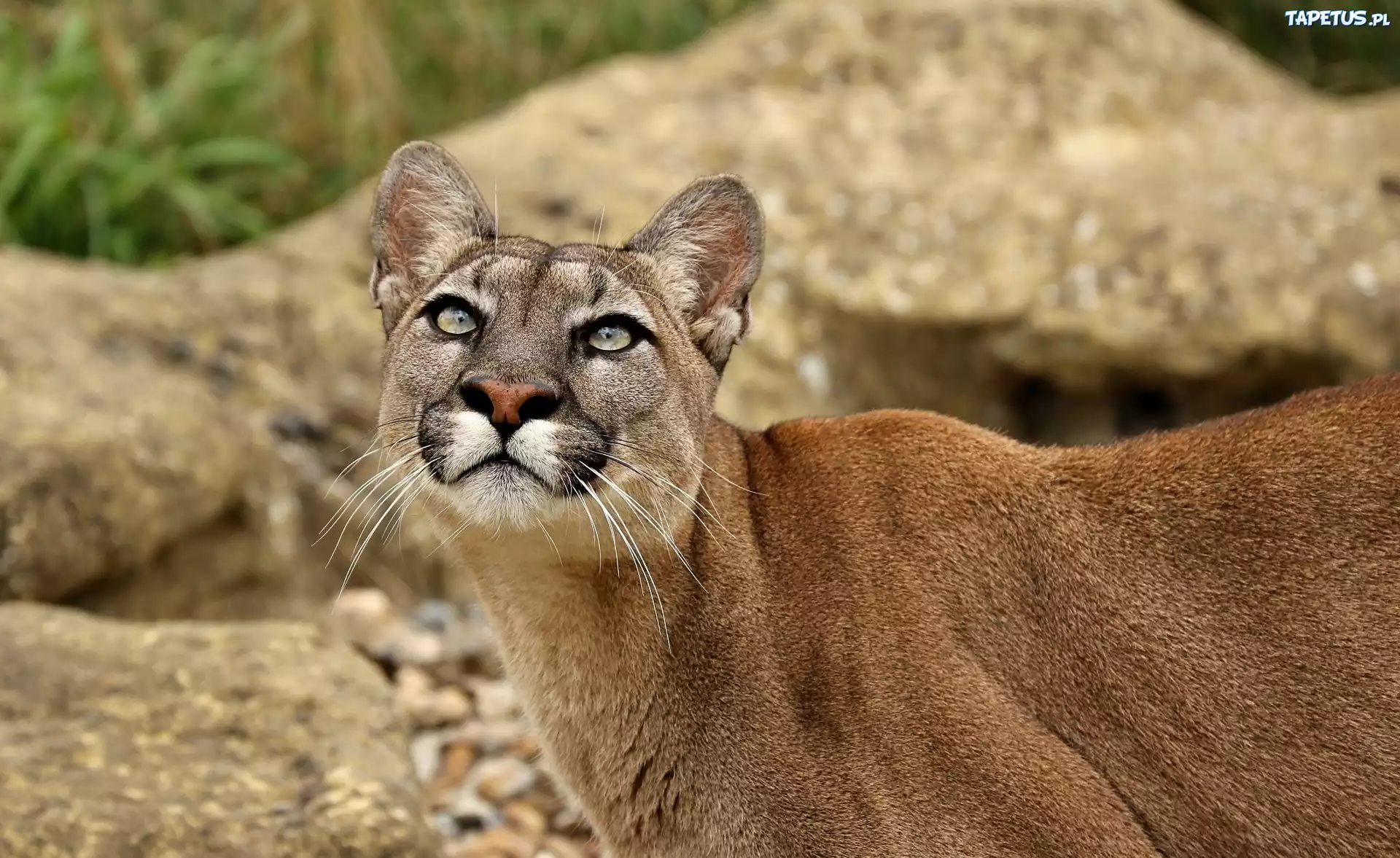 Zapatrzona, Puma