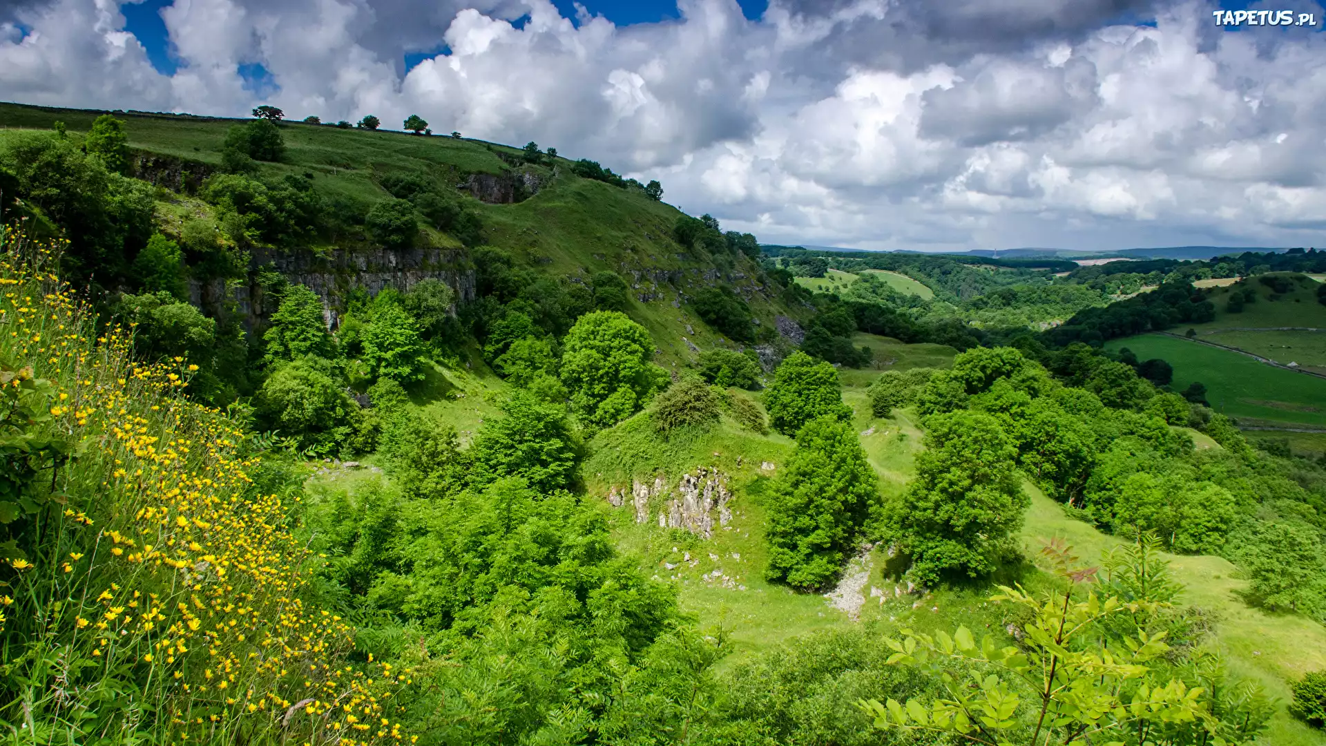 Zielone, Wzgórza, Drzewa, Trawa, Krzewy, Chmury