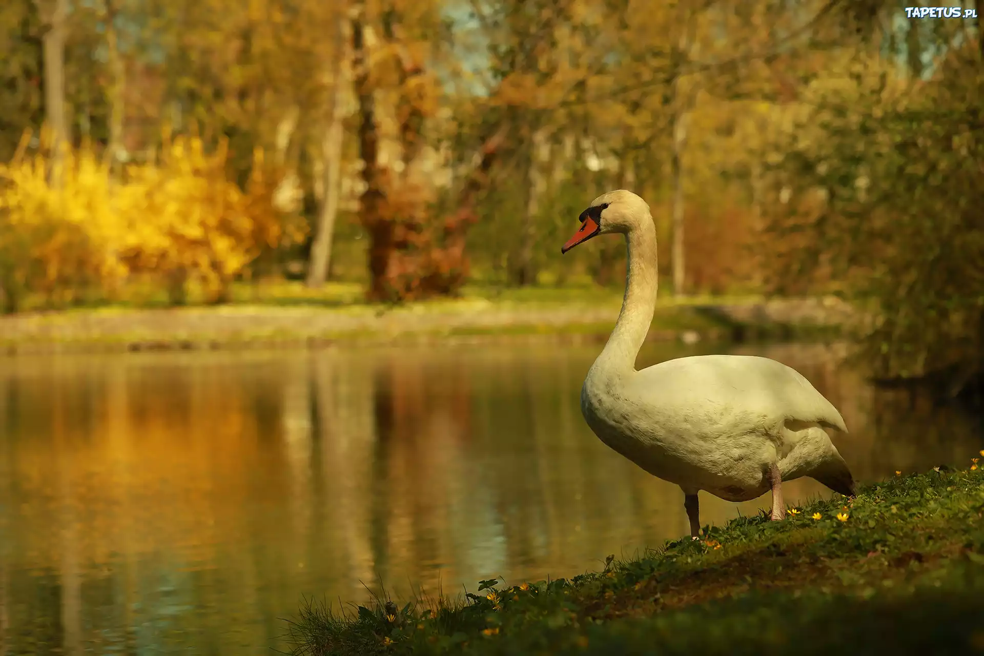 Łabędź, Biały, Ptak, Jezioro