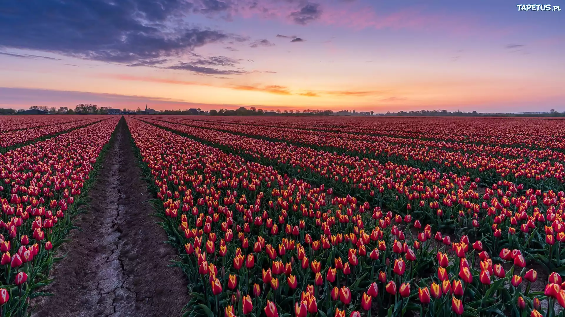 Pole, Tulipany, Plantacja, Drzewa, Wschód słońca