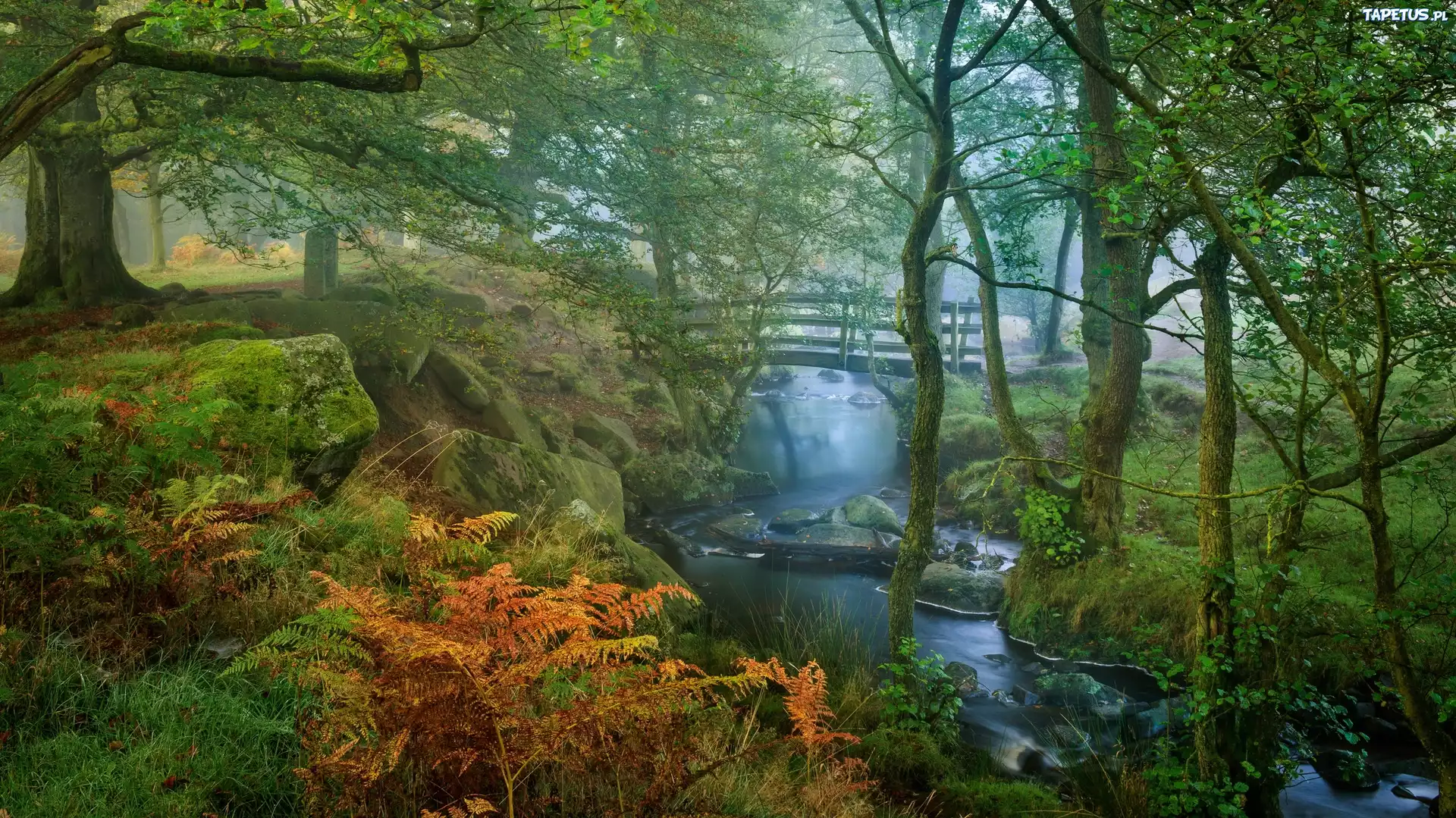 Las, Rzeka Burbage Brook, Drzewa, Paprocie, Omszałe, Kamienie, Mostek, Mgła, Park Narodowy Peak District, Hrabstwo Derbyshire, Anglia