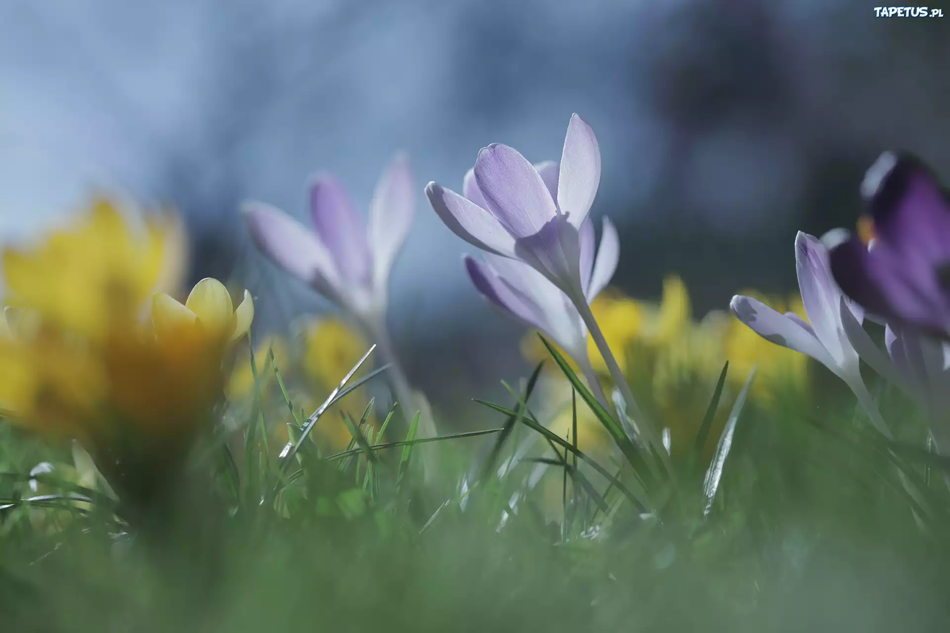 Liliowe, Krokusy, Kwiaty, Trawa, Zbliżenie