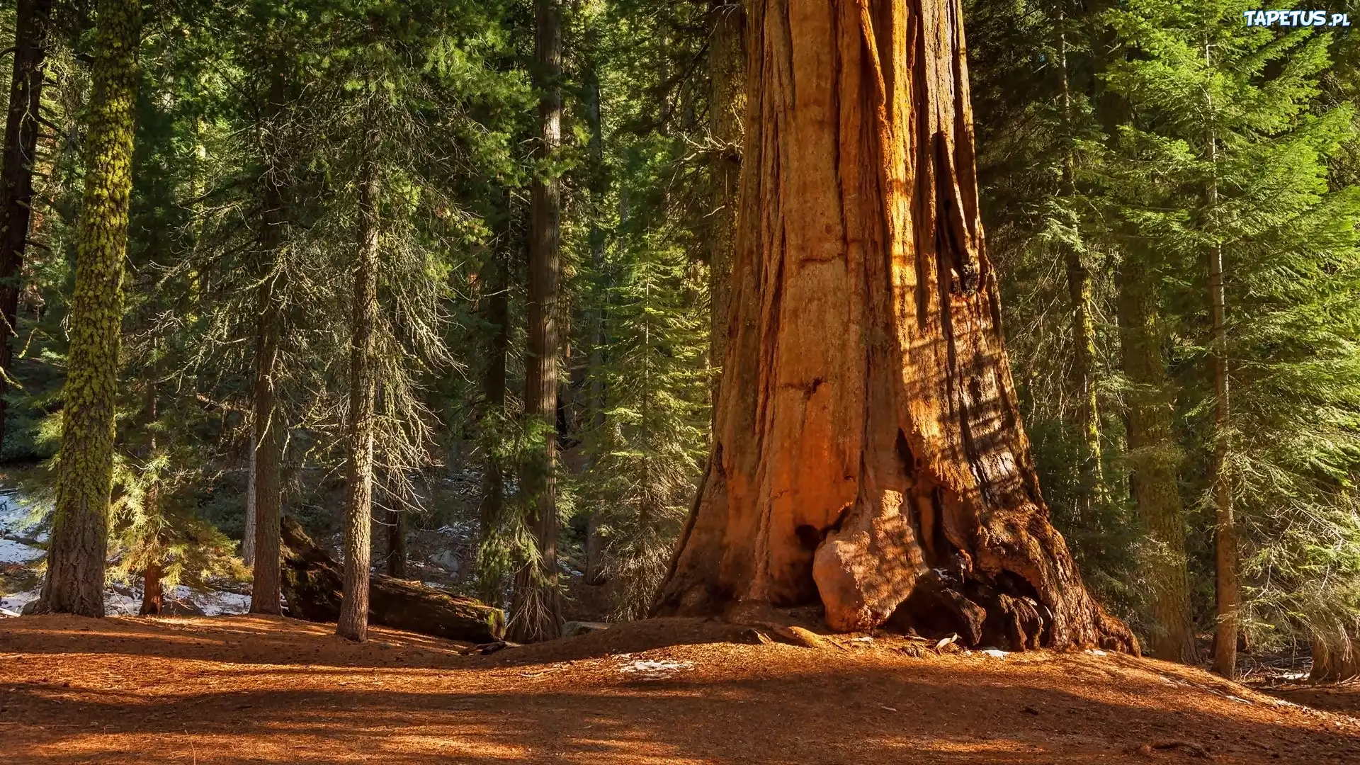 Park Narodowy Kings Canyon, Las, Drzewa, Sekwoja, Stan Kalifornia, Stany Zjednoczone