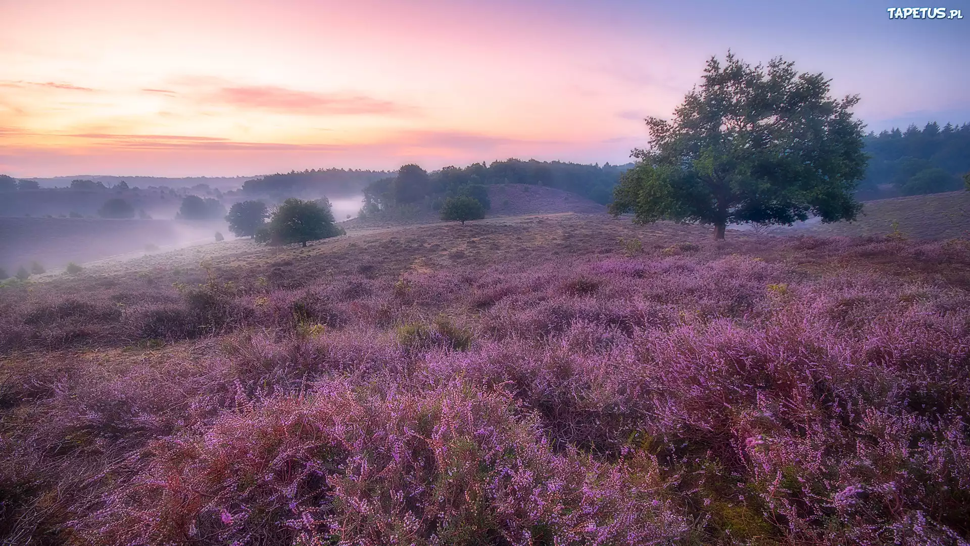Wrzosowisko, Wschód słońca, Poranek, Drzewo, Mgła, Park Narodowy Veluwezoom, Prowincja Geldria, Holandia