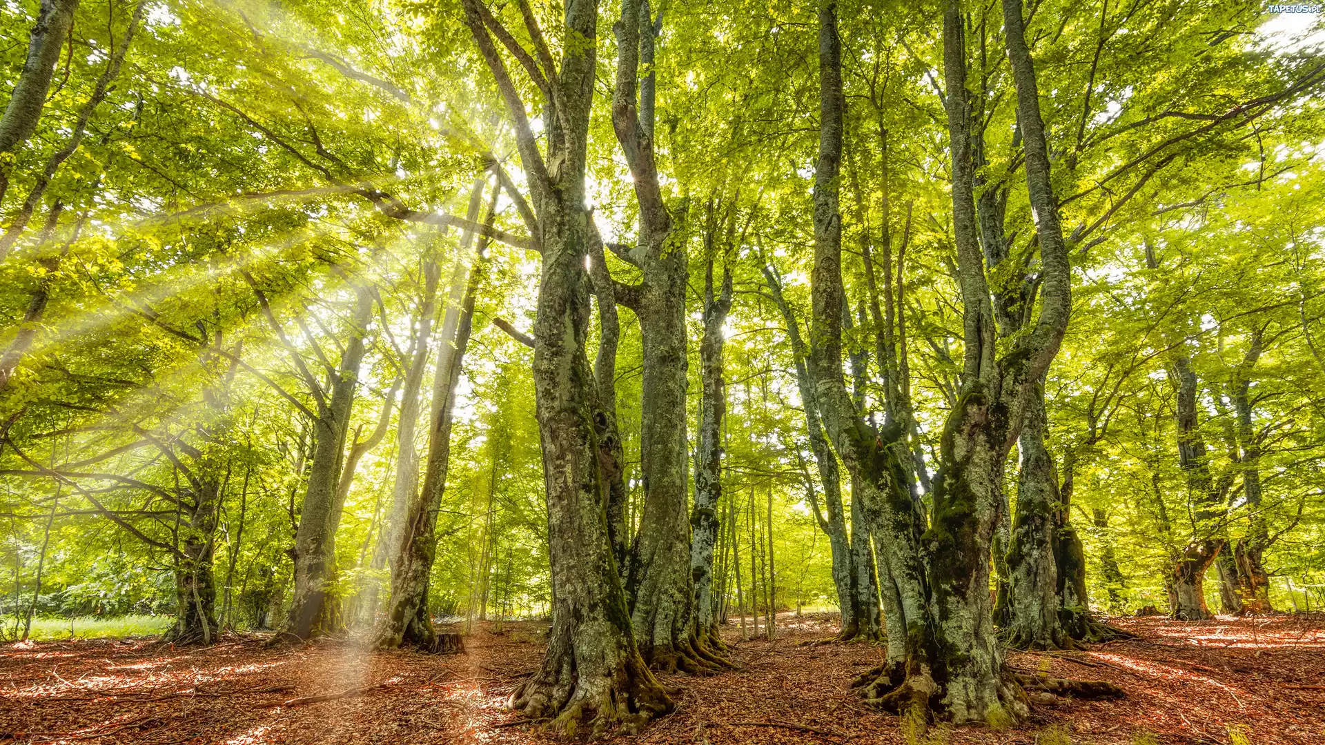 Zielony, Las, Przebijające światło, Drzewa