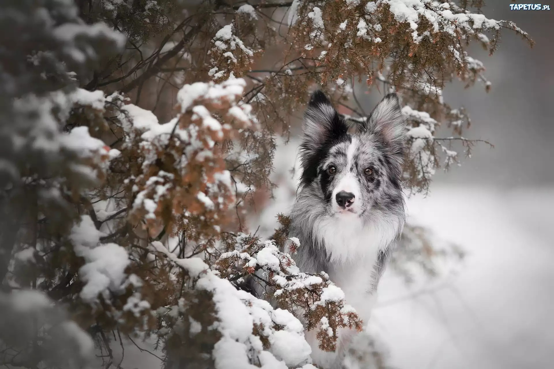 Pies, Border collie, Ośnieżone, Gałązki
