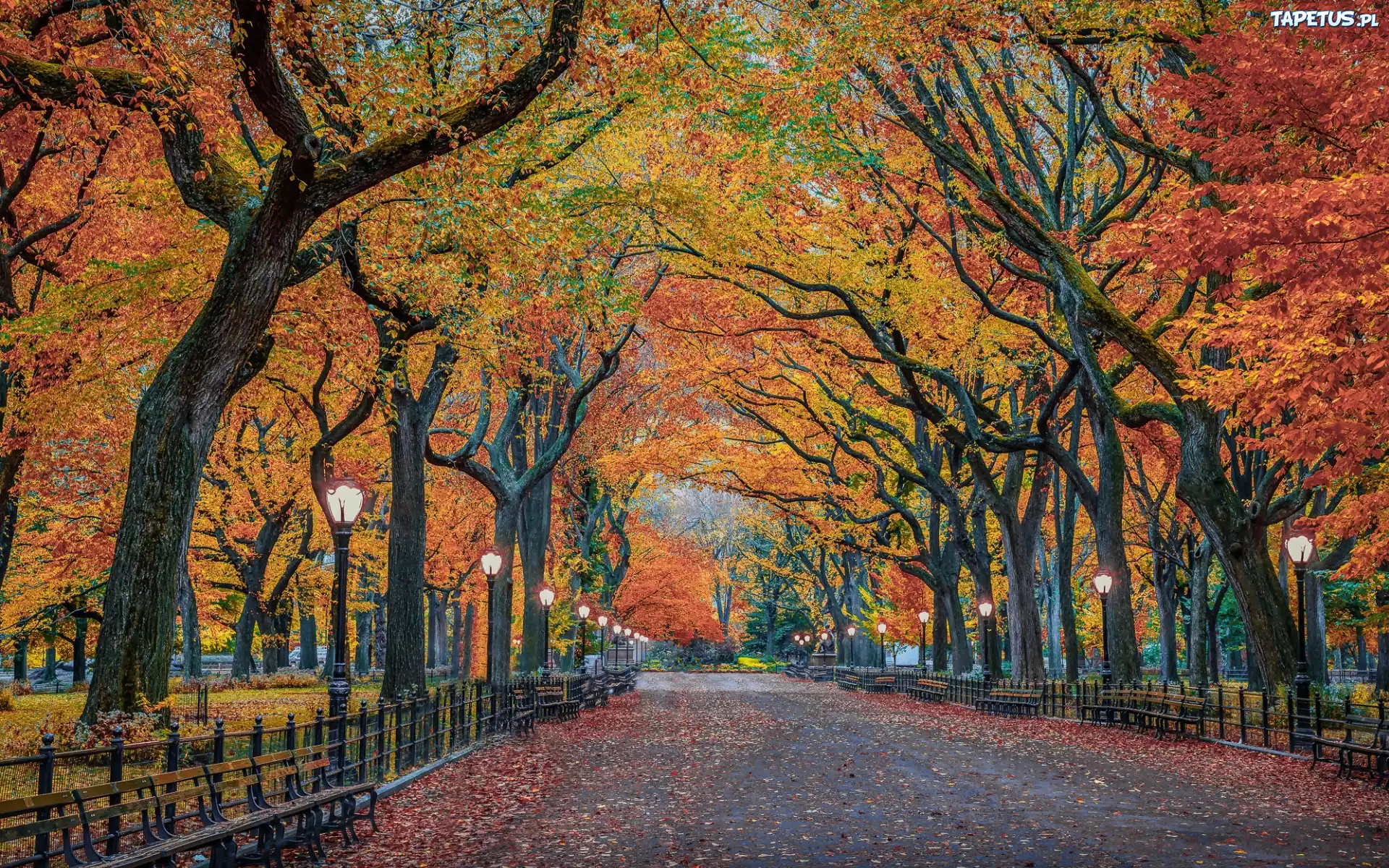 Stany Zjednoczone, Nowy Jork, Central Park, Drzewa, Latarnie, Aleja, Ławki, Jesień