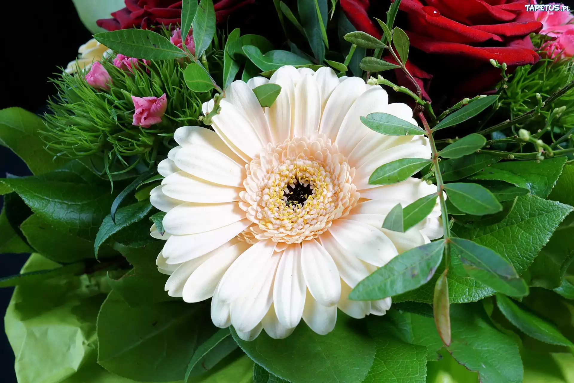 Kwiat, Gerbera, Liście, Rośliny, Dekoracyjne