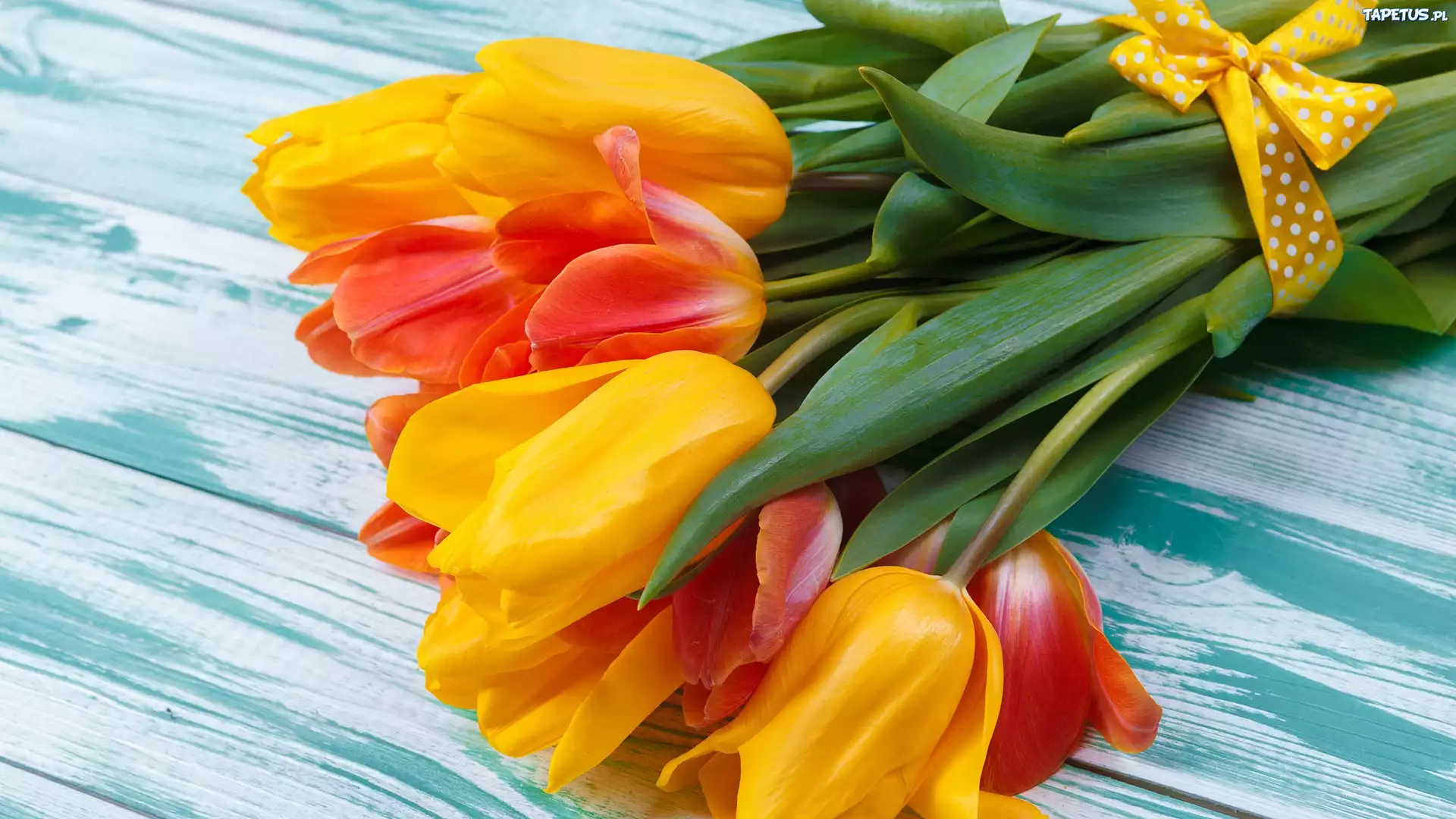 Żółte, Pomarańczowe, Tulipany, Wstążka