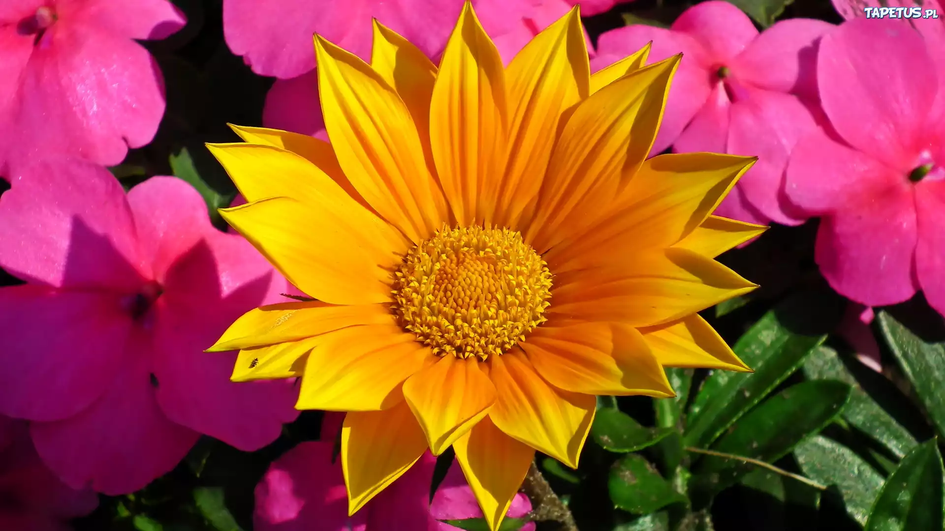 Żółta, Gazania, Różowe, Kwiaty