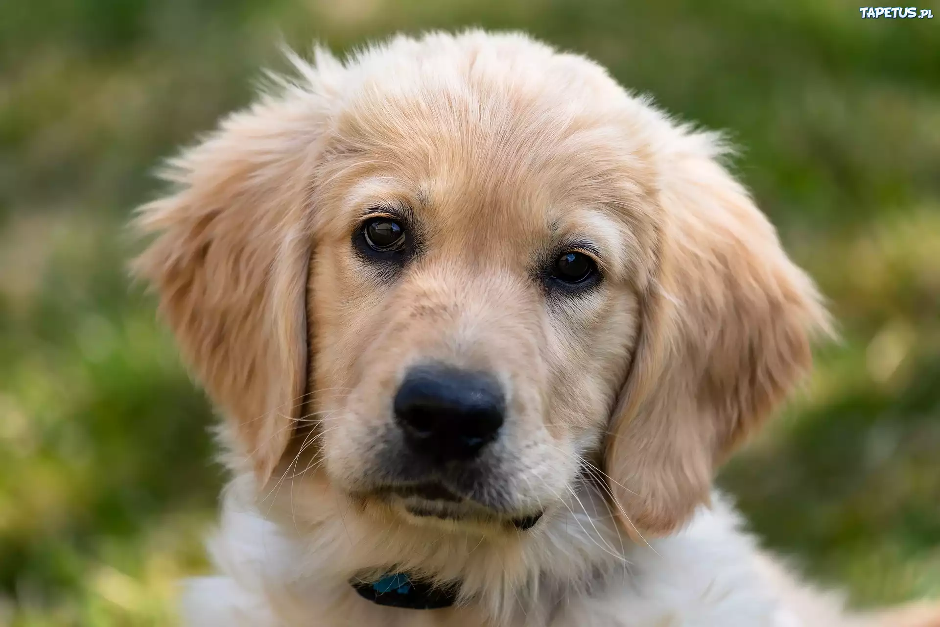 Pies, Szczeniak, Golden retriever