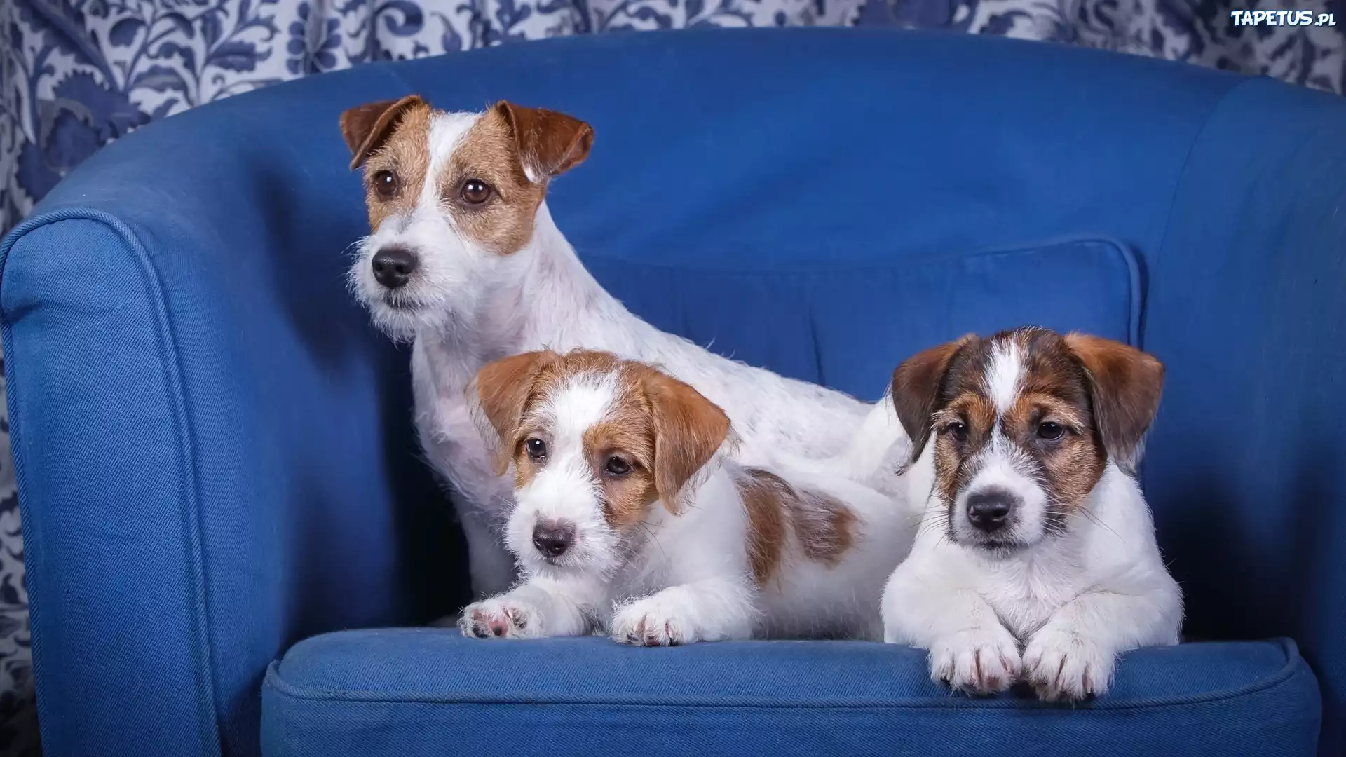 Trzy, Psy, Szczeniaki, Jack Russell terrier, Niebieska, Sofa