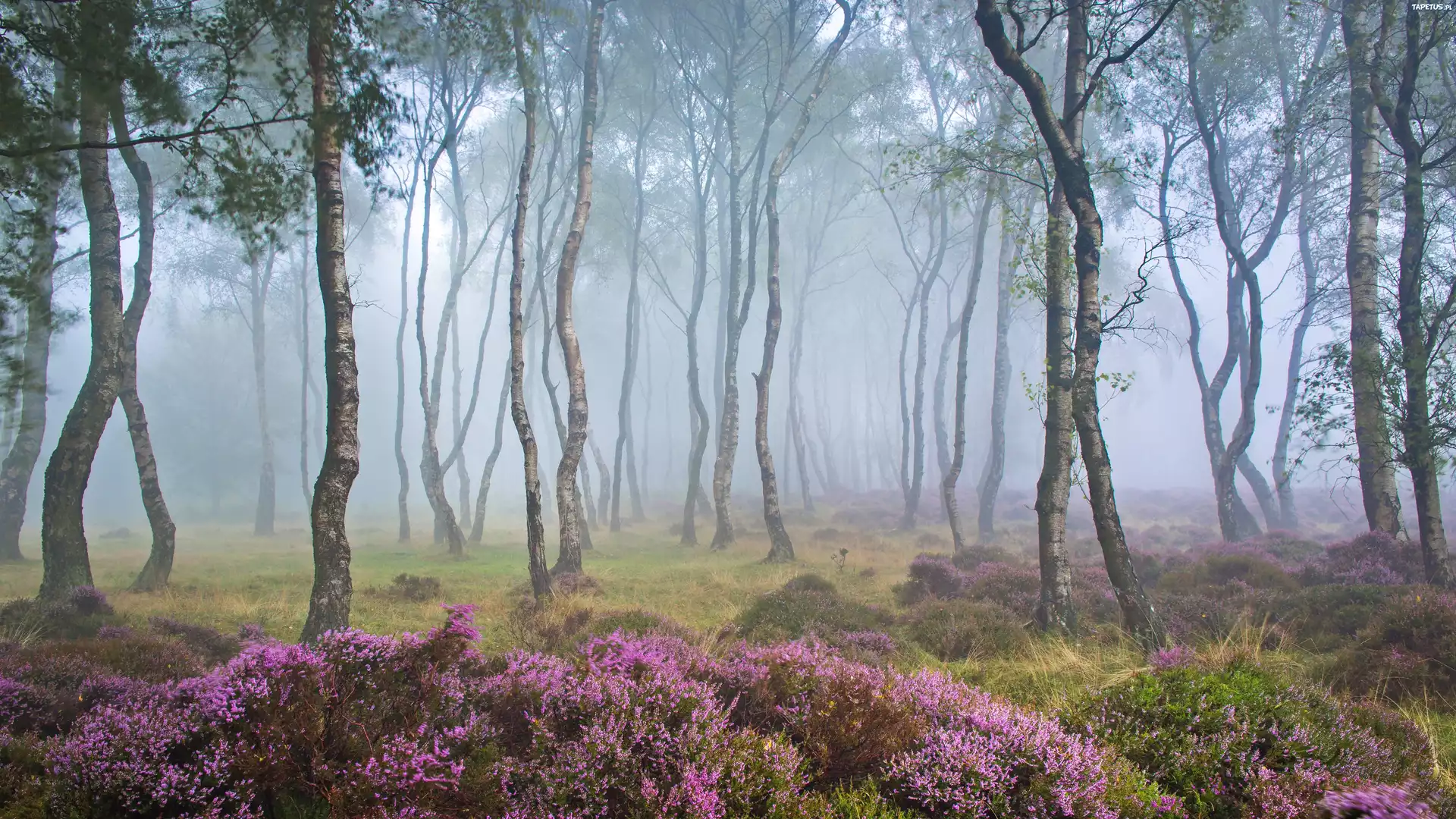 Anglia, Park Narodowy Peak District, Stanton Moor, Drzewa, Brzozy, Las, Mg?a, Polana, Wrzosy, Wrzosowisko