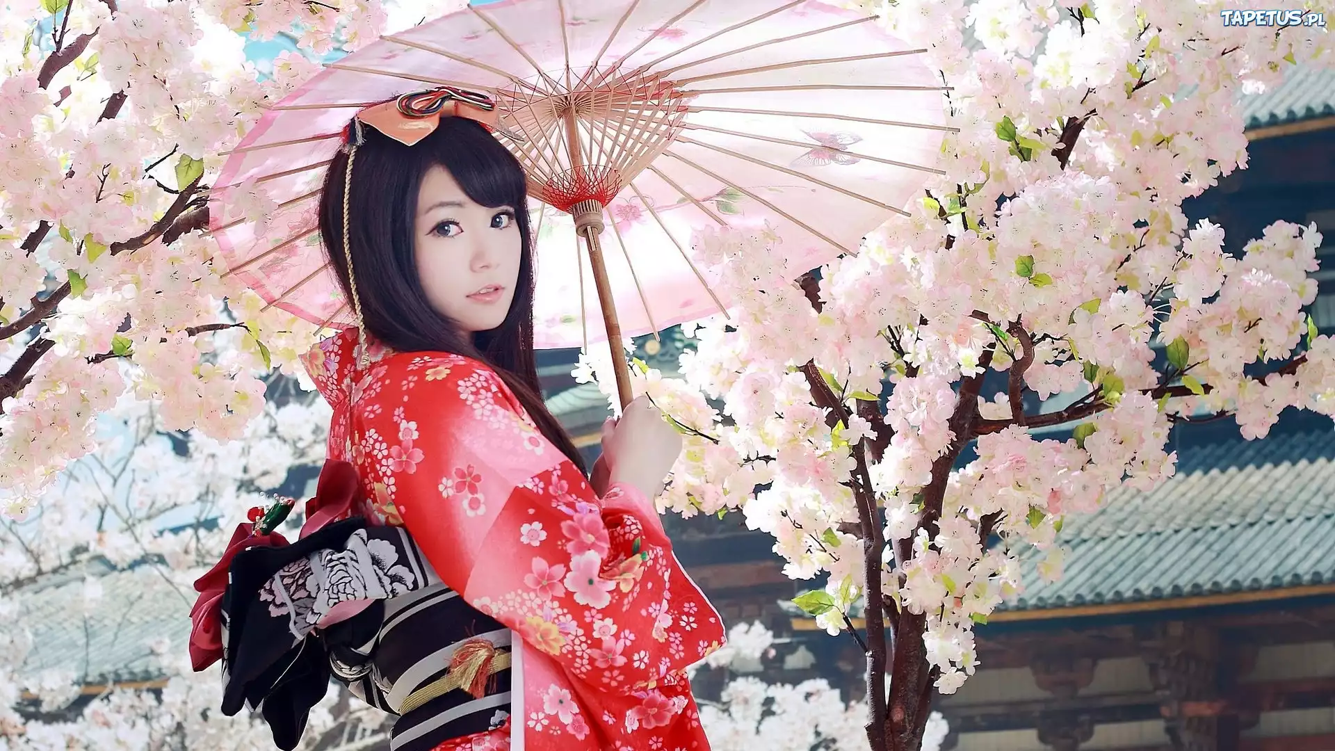 Kobieta, Azjatka, Parasol, Kimono, Kwitn?ca, Wi?nia, Drzewo