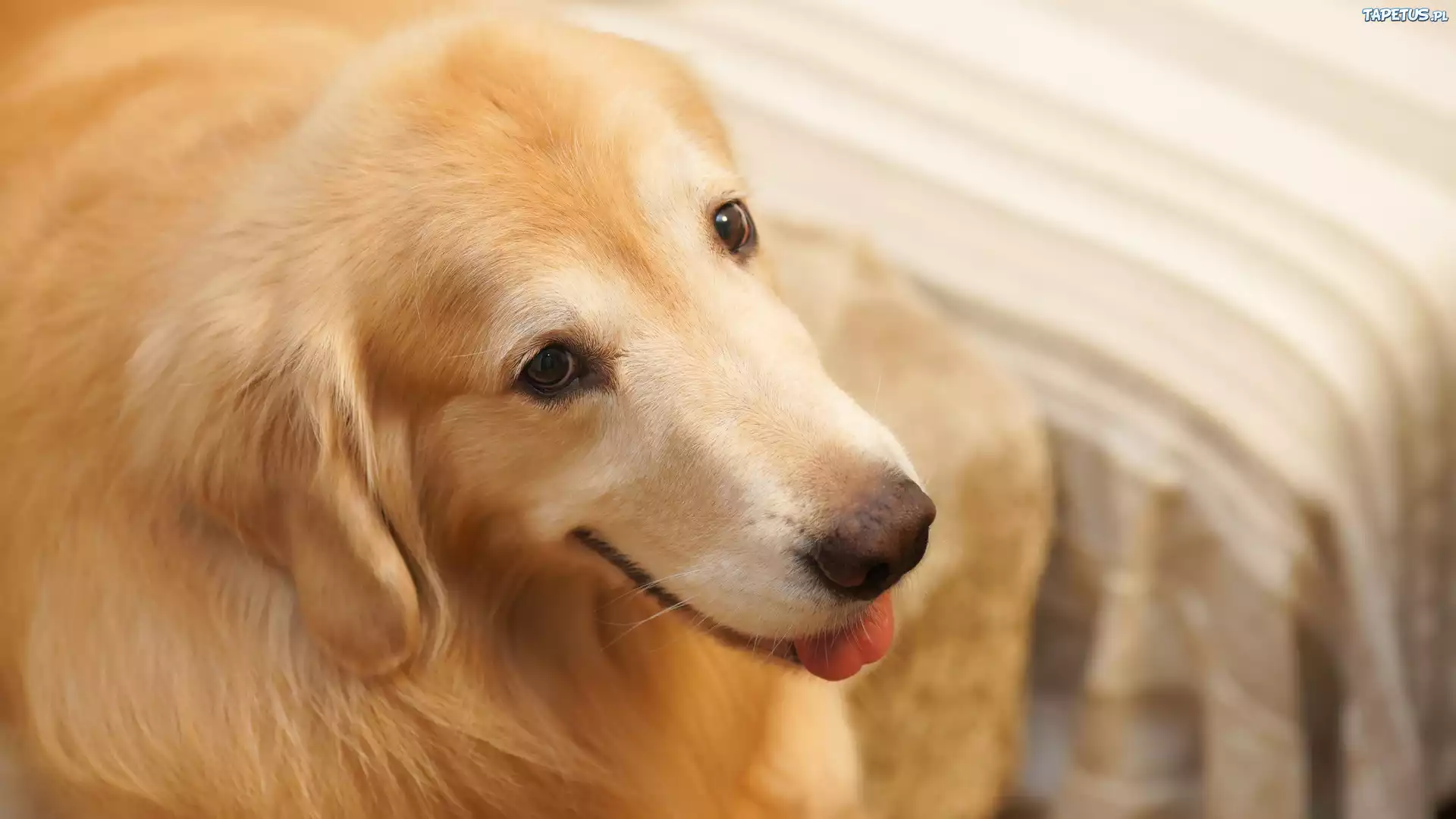 Pies, Golden retriever, Zbli?enie, Rozmyte, T?o