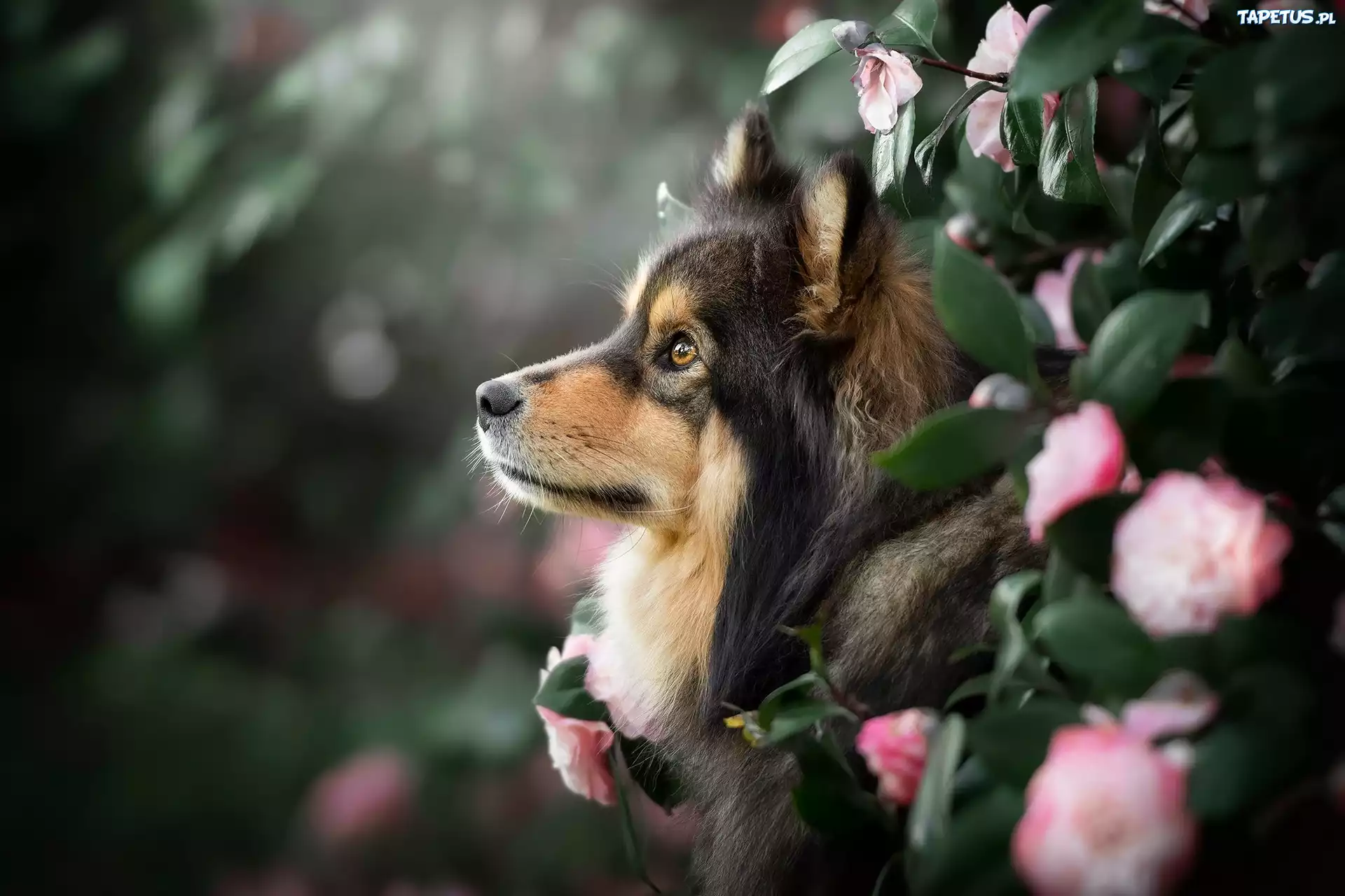 Pies, Szpic, Fi?ski lapphund, Profil