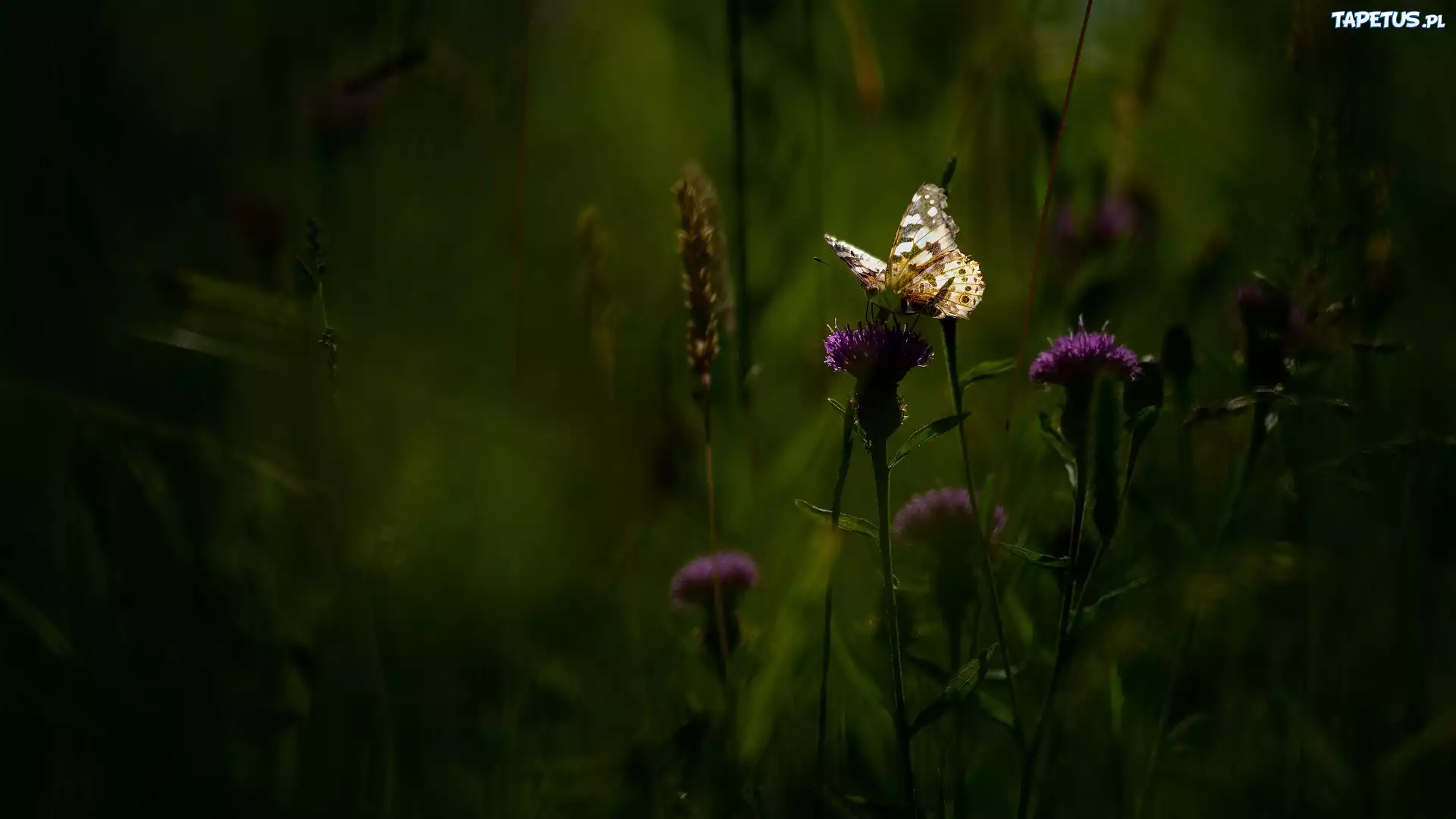 Kwiaty, Ostro?e?, Motyl