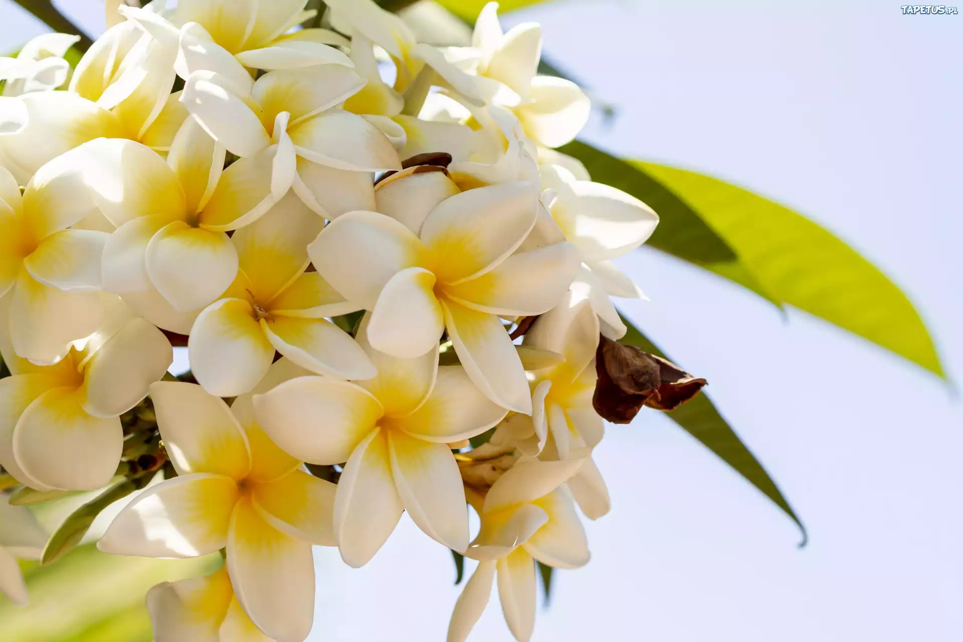 Kwiaty, Plumeria, Ga??zka