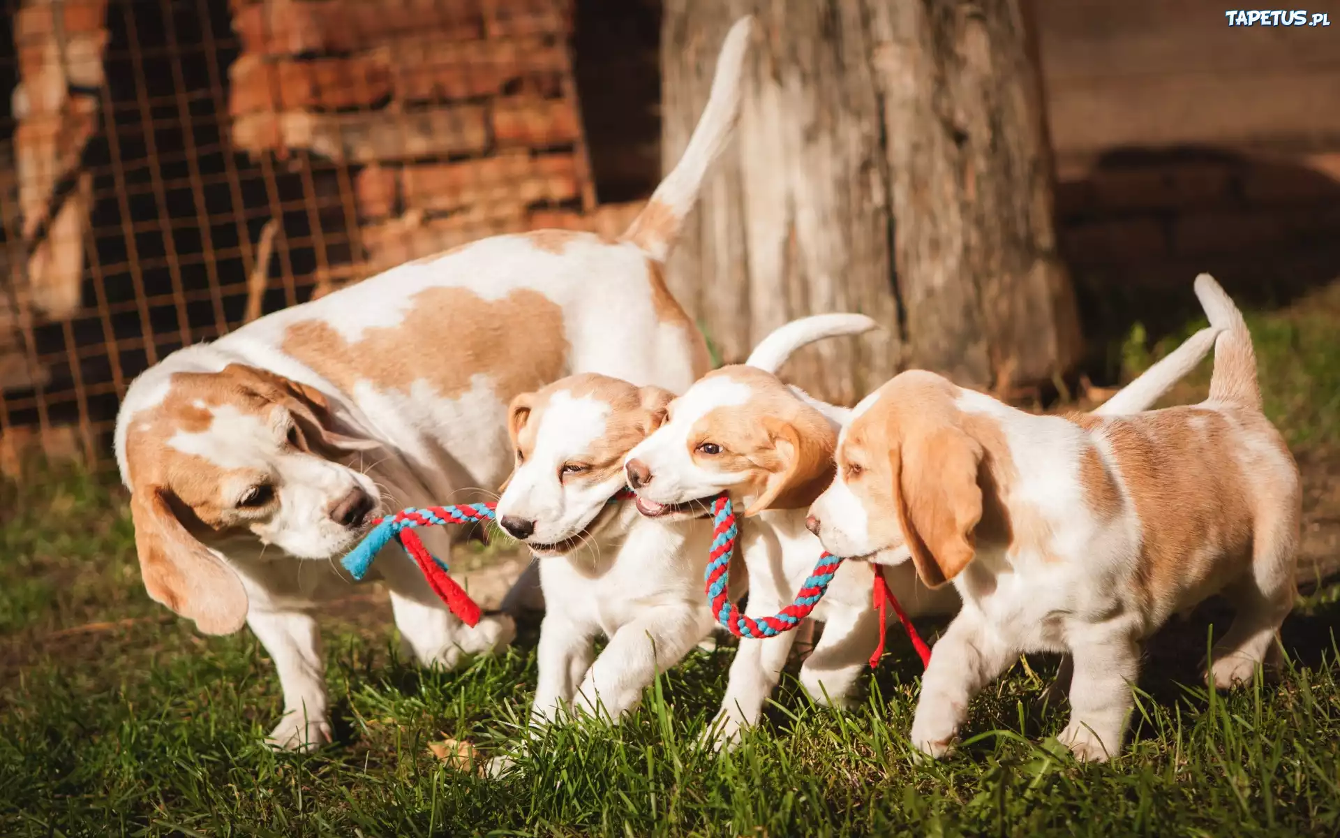 Psy, Beagle, Trzy, Szczeniaki, Trawa