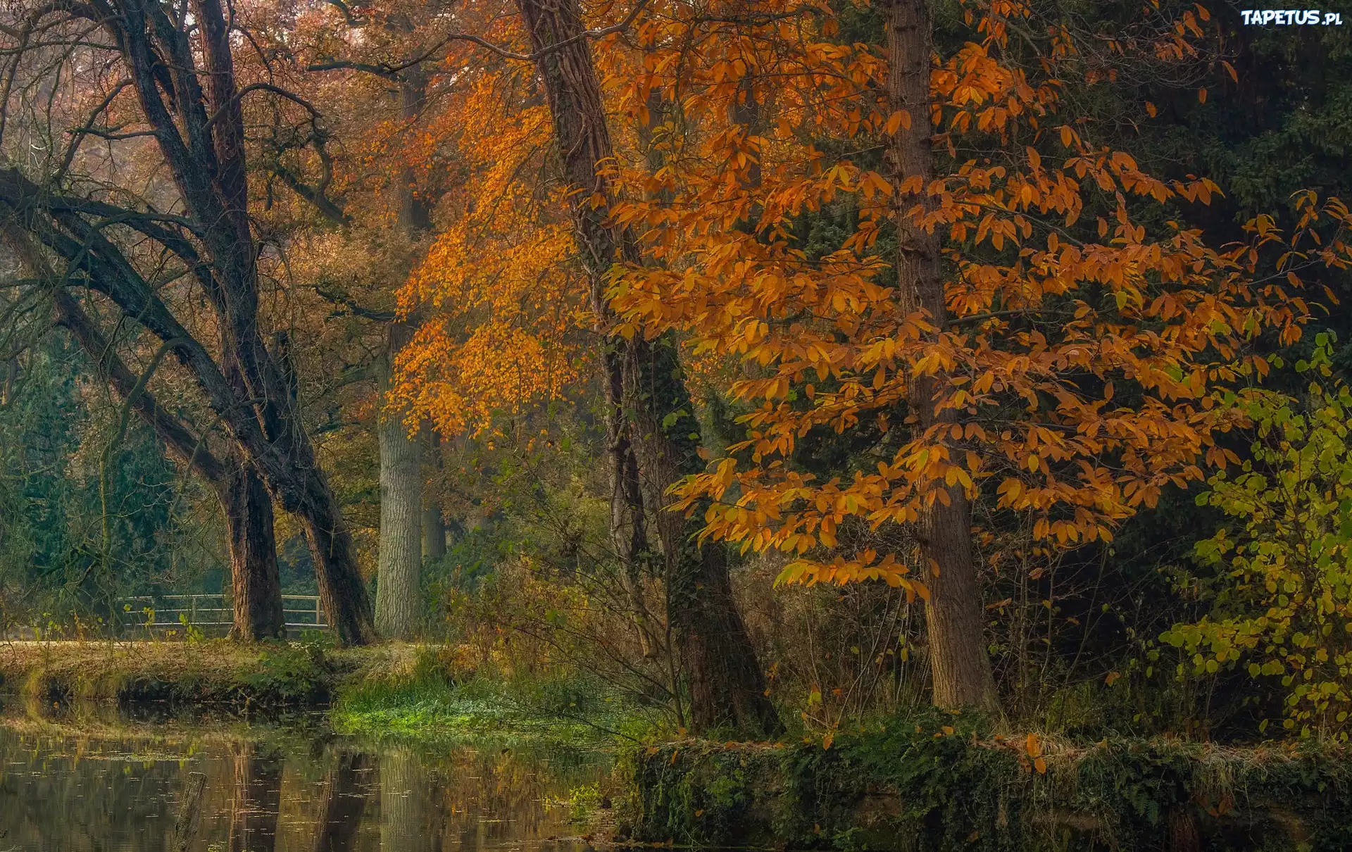 Jesie?, Park, Drzewa, Rzeka, Mostek