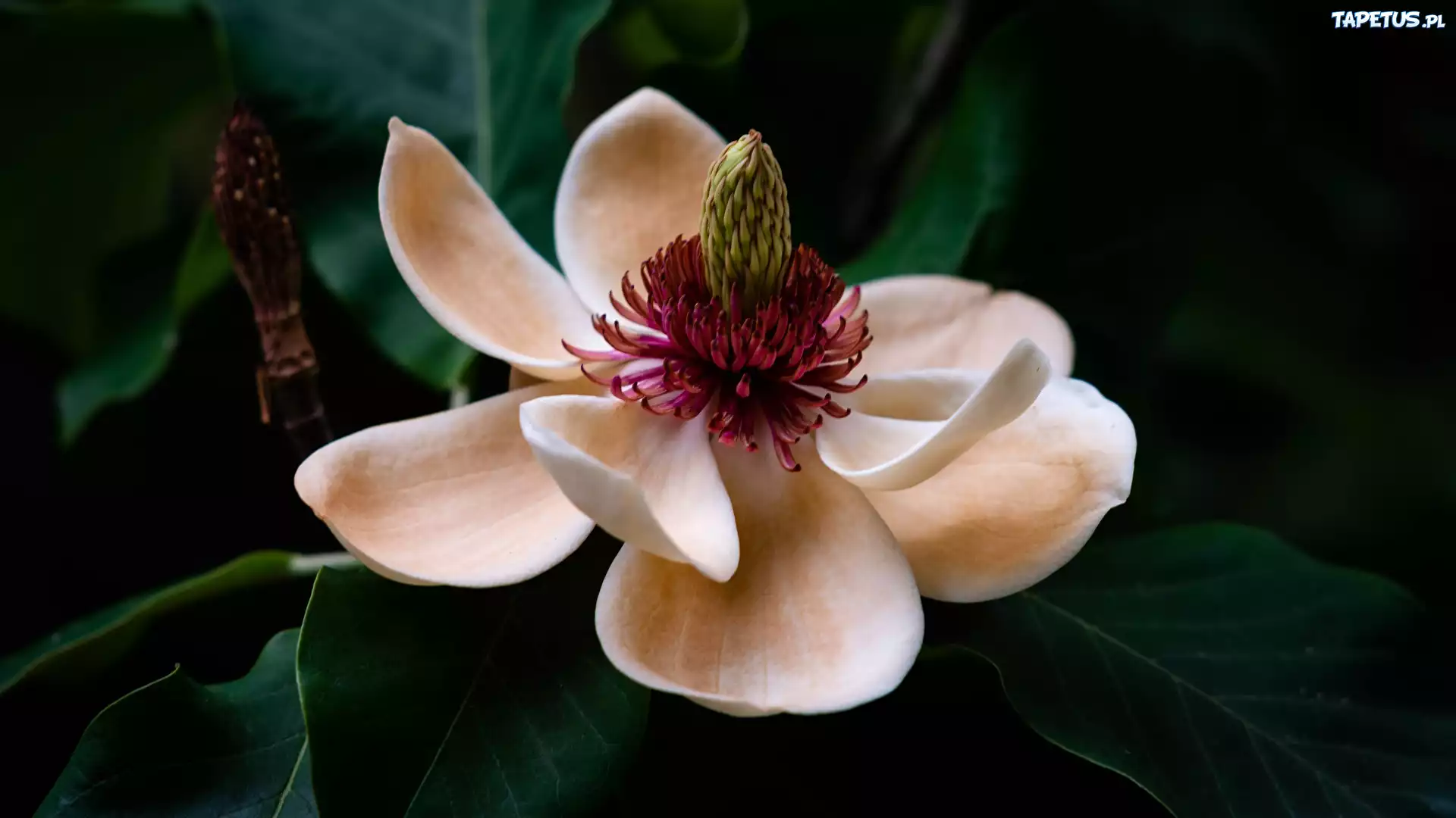 Rozkwitni?ta, Magnolia, Kwiat, Li?cie