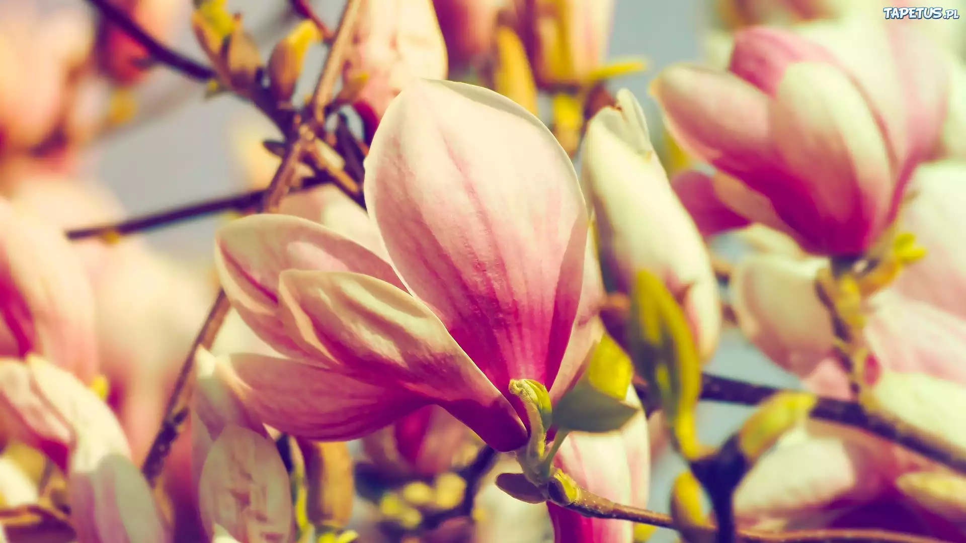 Kwiaty, Magnolia, Ga??zki, Zbli?enie