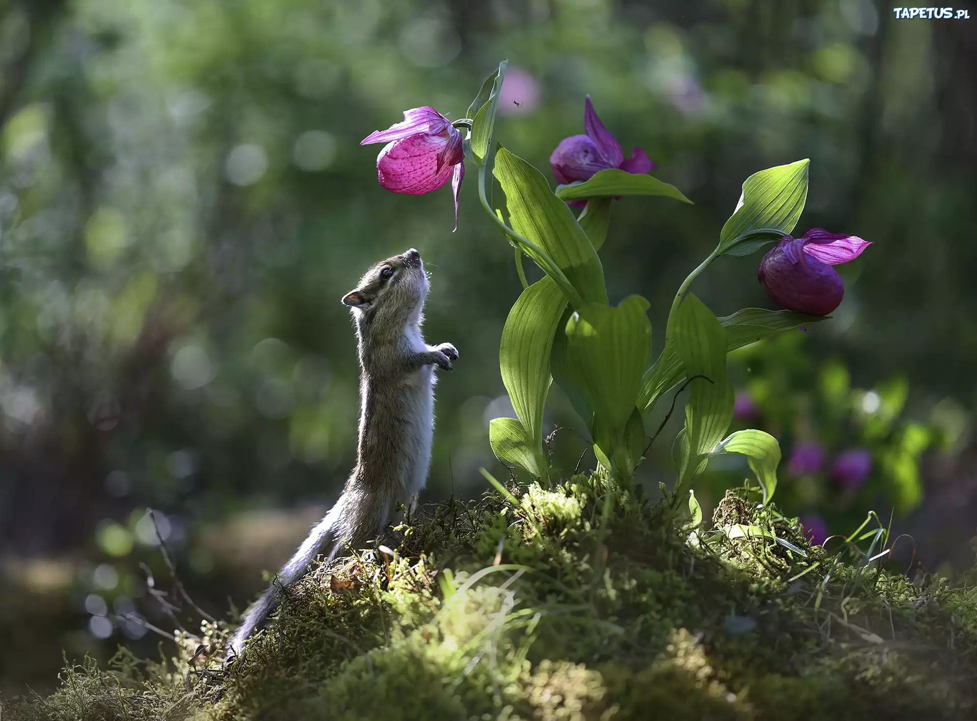Fioletowe, Kwiaty, Li?cie, Pr?gowiec, Chipmunk, ?wiat?o