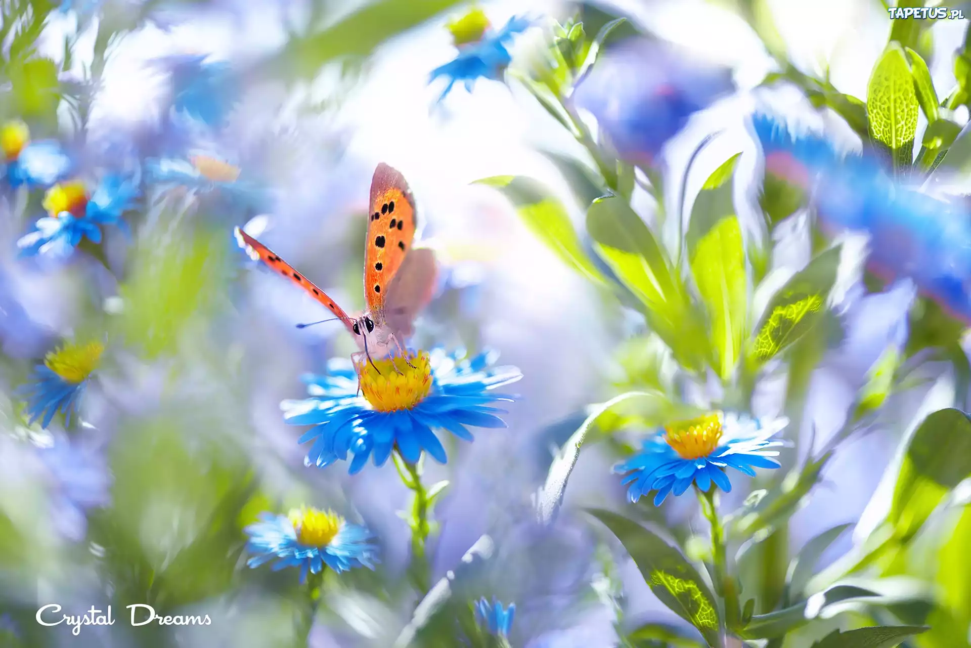 Motyl, Niebieskie, Kwiaty, Rozmyte t?o