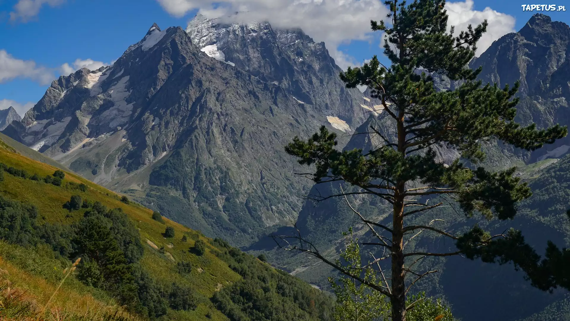 G?ry, Drzewo, Zbocze, Krzewy