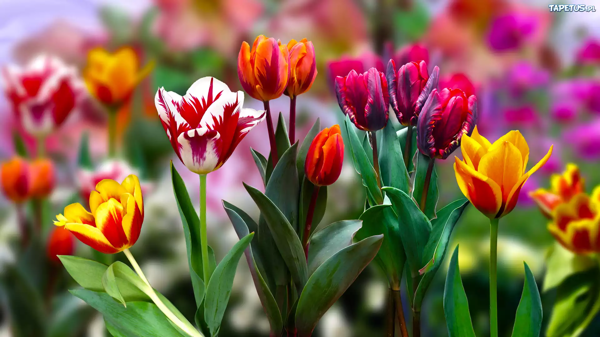 Kwiaty, Kolorowe, Tulipany, 2D