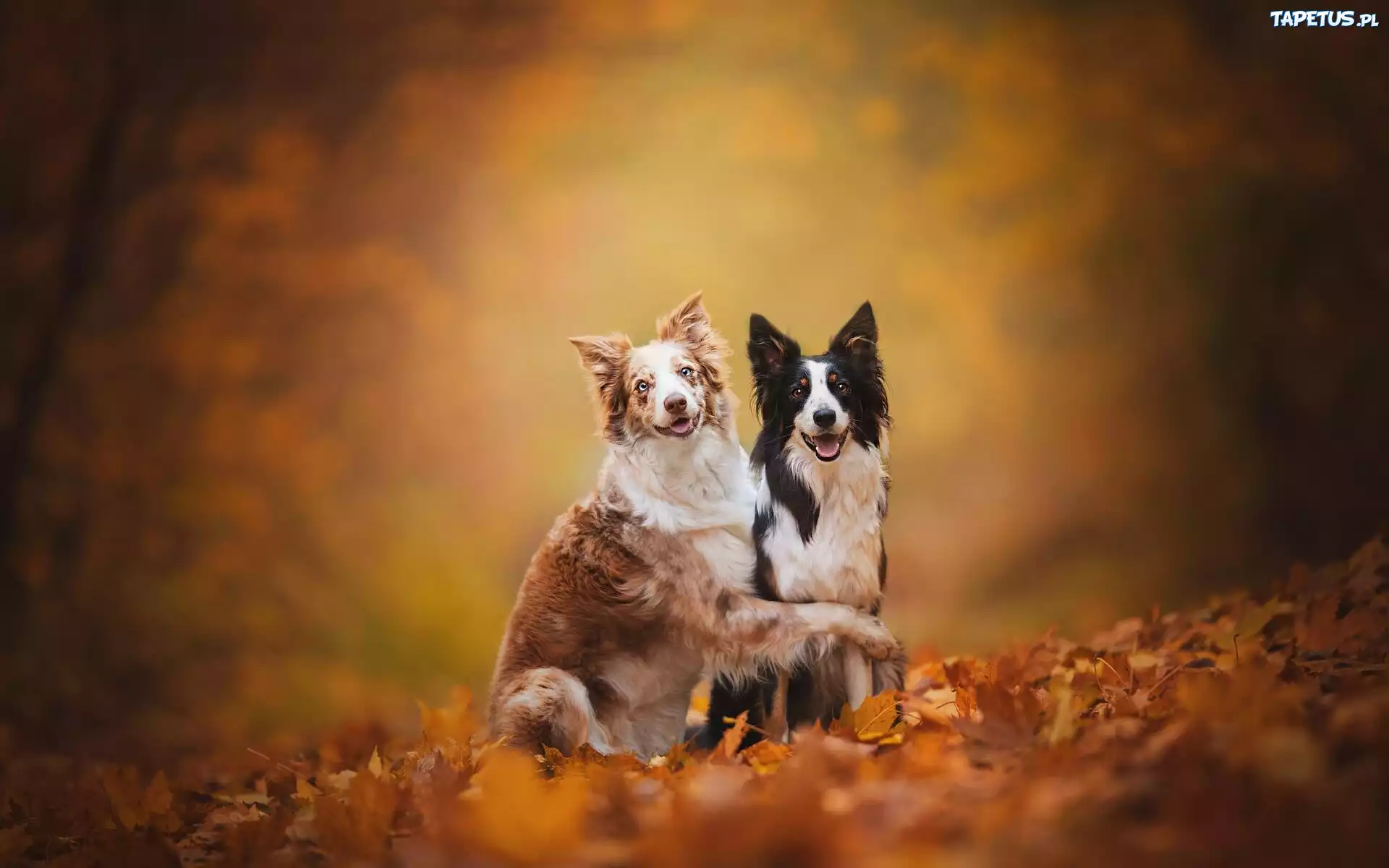 Psy, Dwa, Border collie, Li?cie