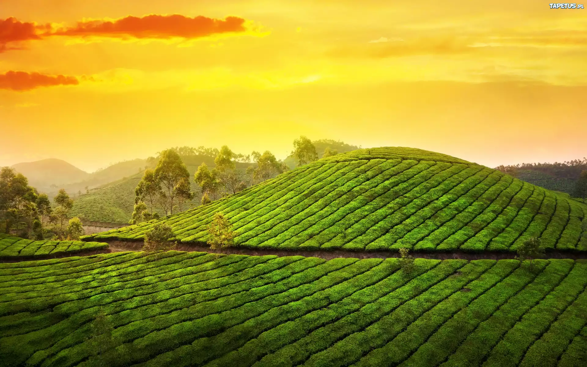 Indie, Stan Kerala, Munnar, G?ry Kardamonowe, Wzg?rze, Plantacja, Herbata