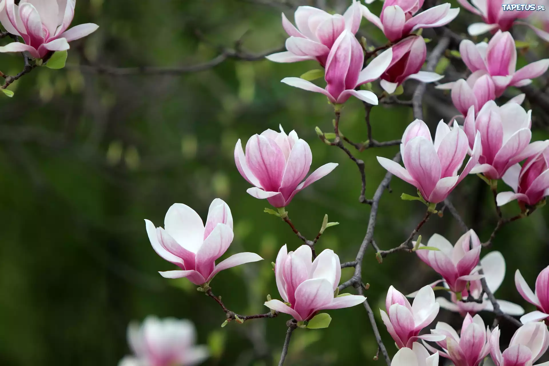 Ga??zie, Kwiaty, Magnolie