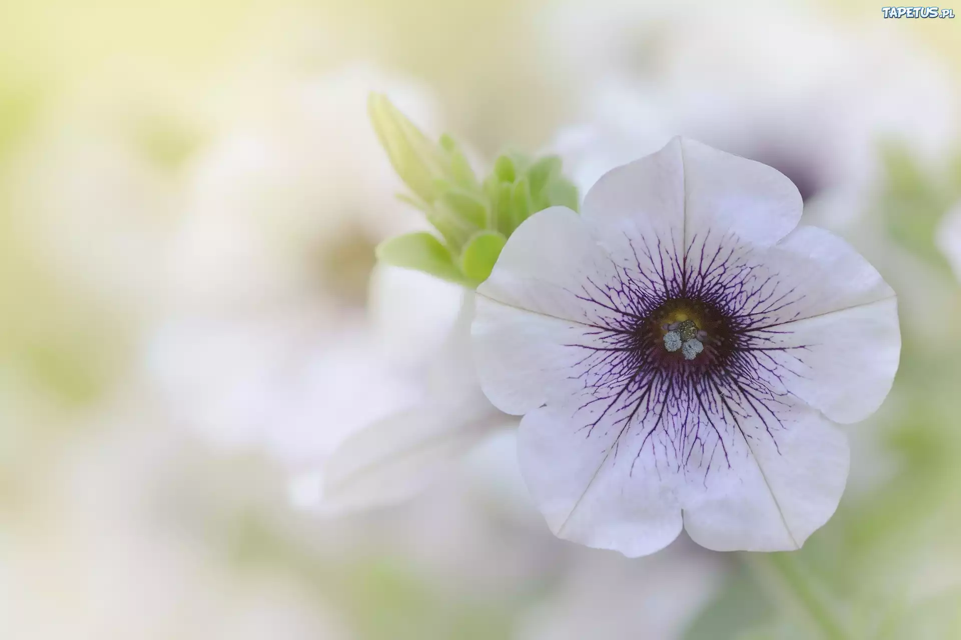 Bia?o-fioletowy, Kwiat, Petunia ogrodowa