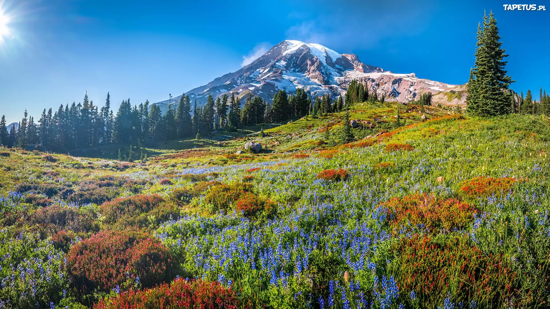 G?ry, Stratowulkan, Mount Rainier, Drzewa, ?wierki, ??ka, Kwiaty, Park Narodowy Mount Rainier, Stan Waszyngton, Stany Zjednoczone