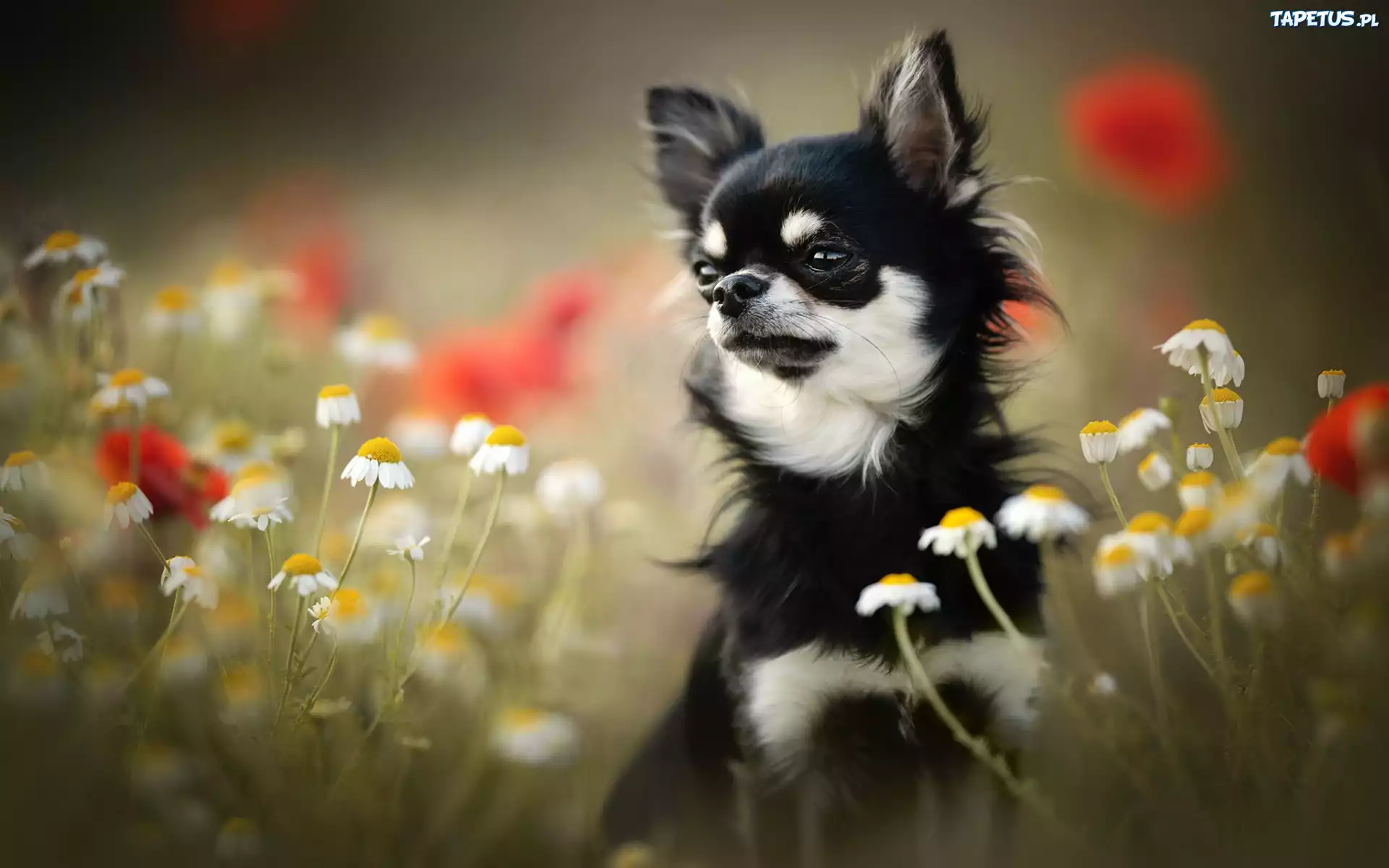 Kwiaty, Rumianek, Pies, Chihuahua