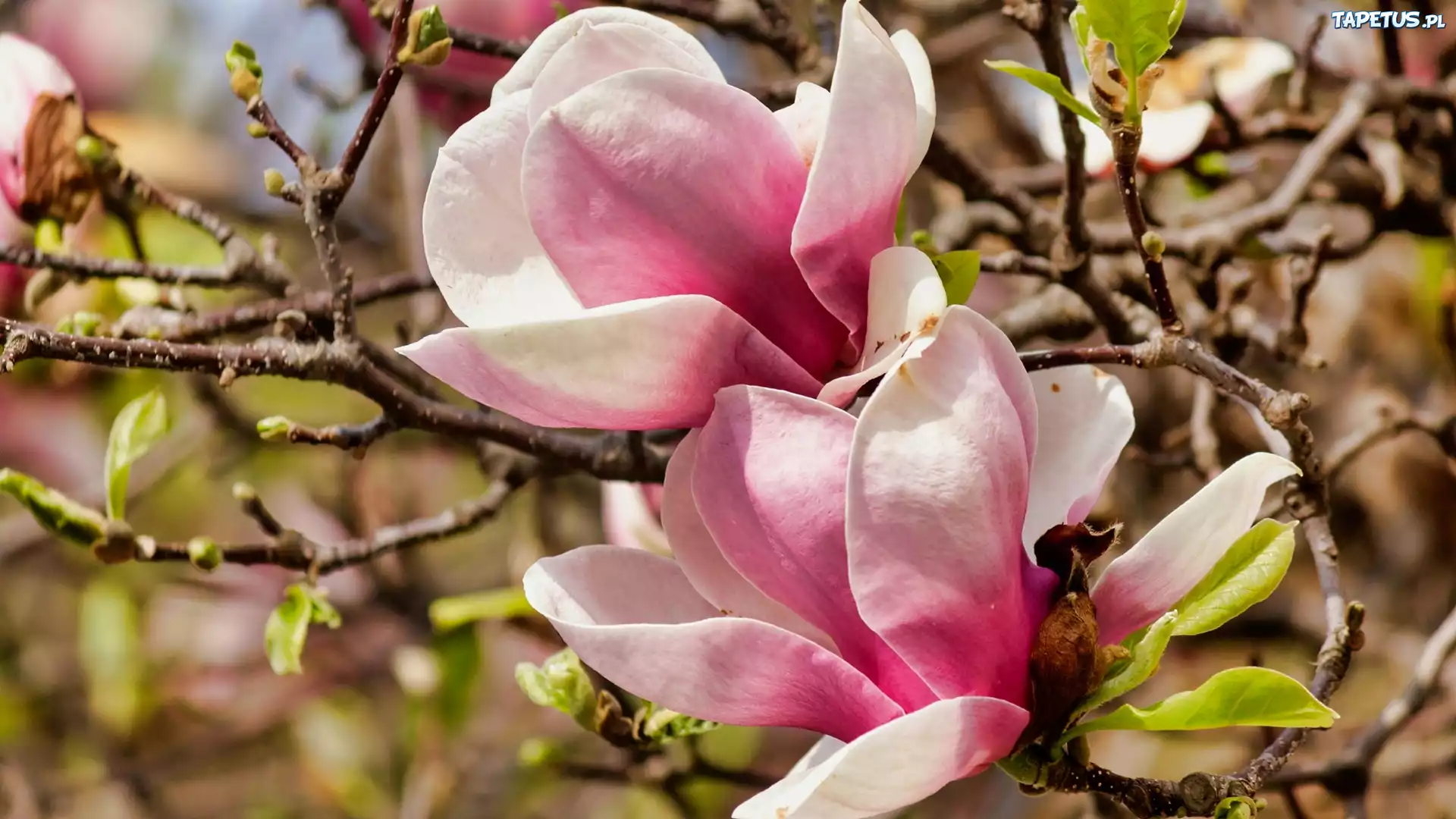 Rozkwitaj?ce, R??owe, Kwiaty, Magnolia, Ga??zki