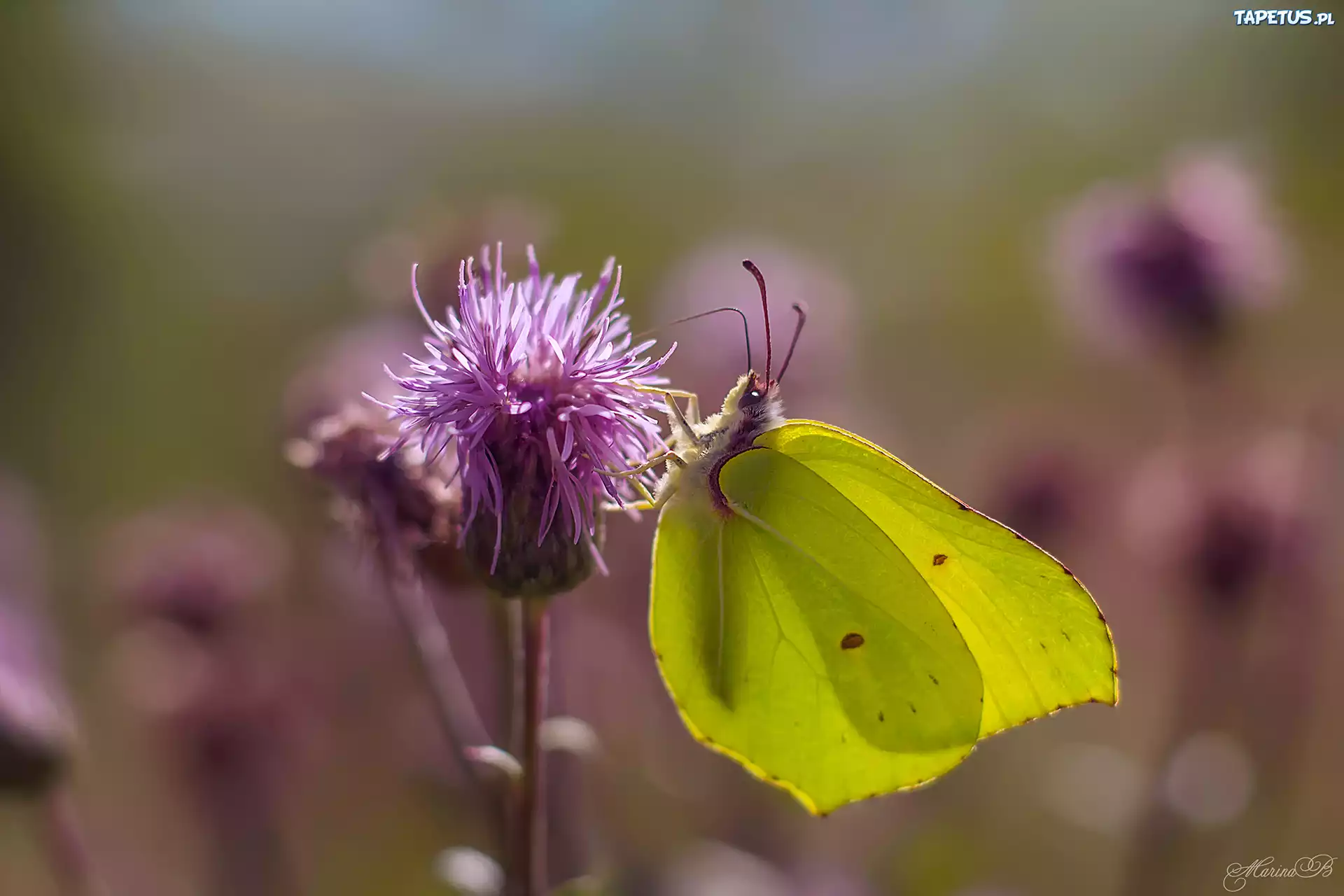 Motyl, Latolistek cytrynek, Kwiat, Ostro?e? polny
