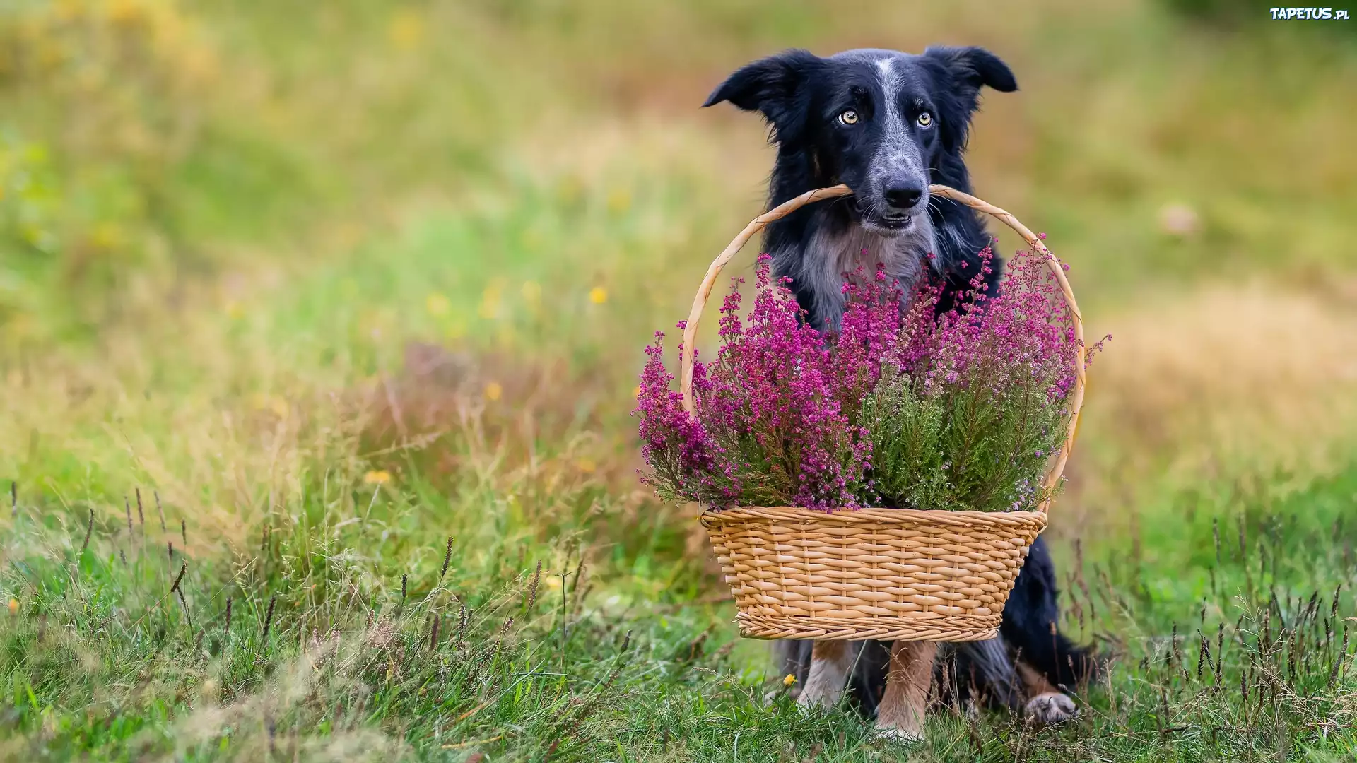 Pies, Border collie, Koszyk, Wrzosy