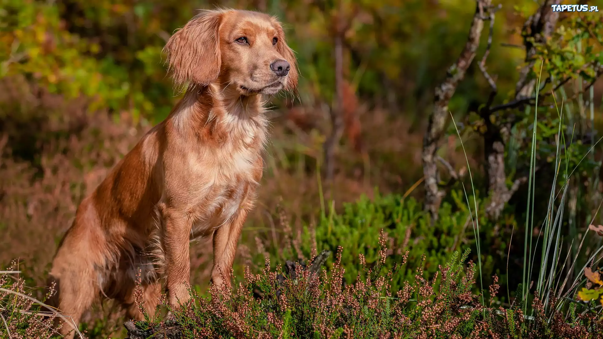 Zapatrzony, Pies, Working cocker spaniel, Wrzosy