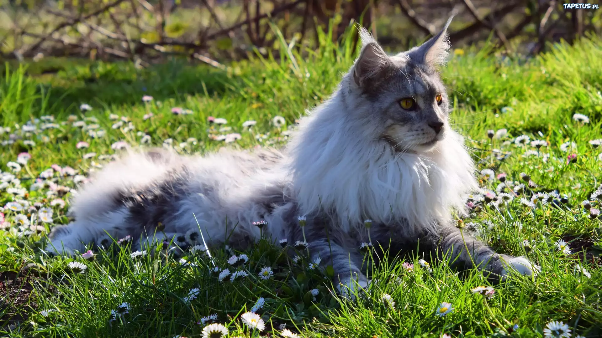 Kot, Maine Coon, Trawa, Stokrotki