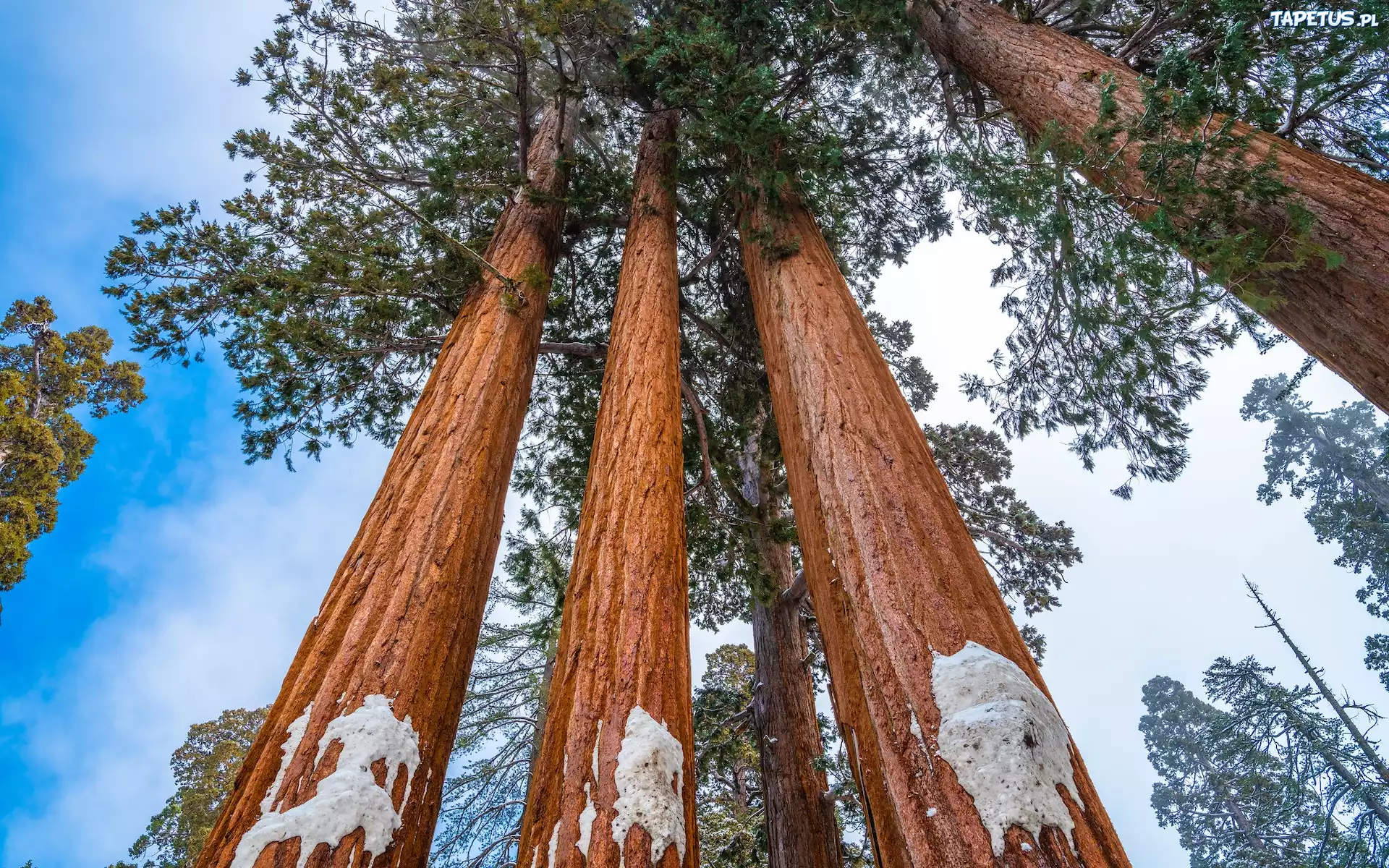 Stany Zjednoczone, Kalifornia, Las, Drzewa, Sekwoje, General Grant Grove, Park Narodowy Kings Canyon