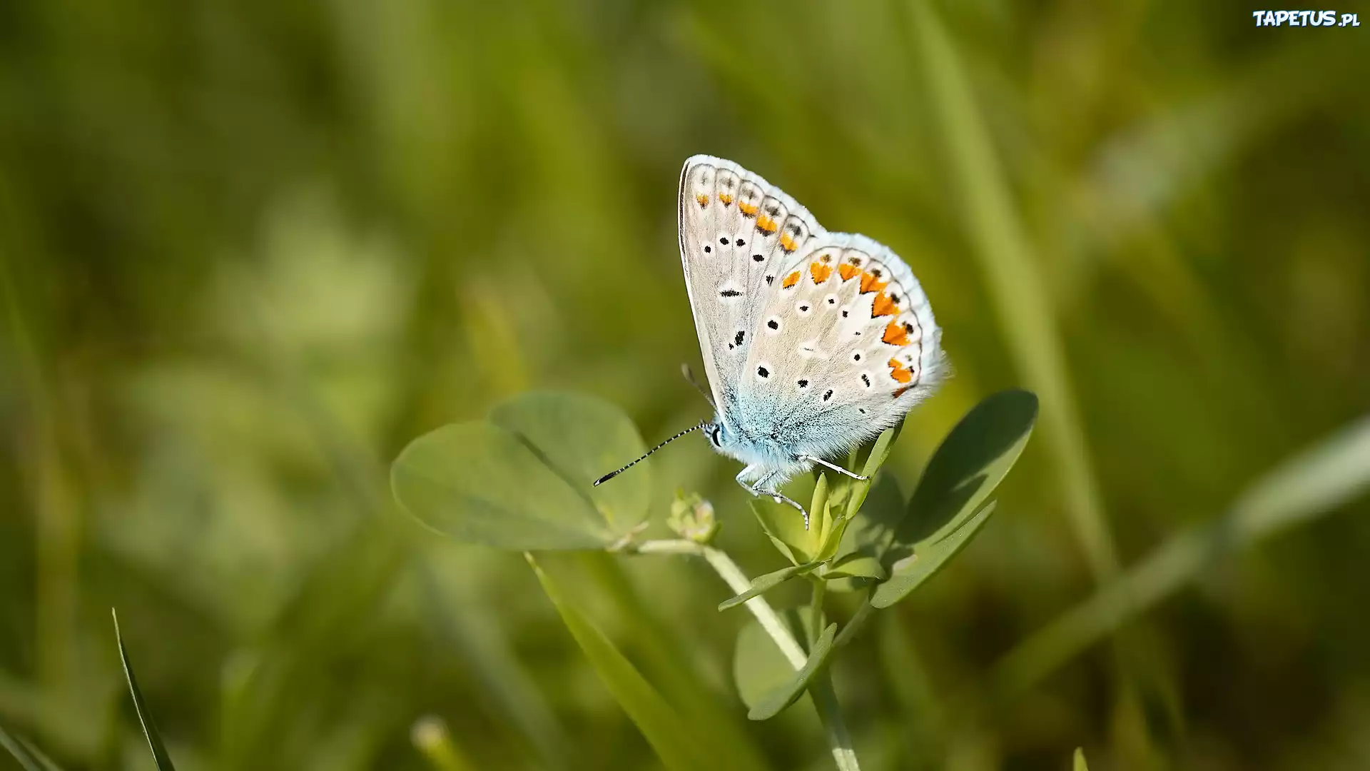 Motyl, Modraszek ikar, Listki