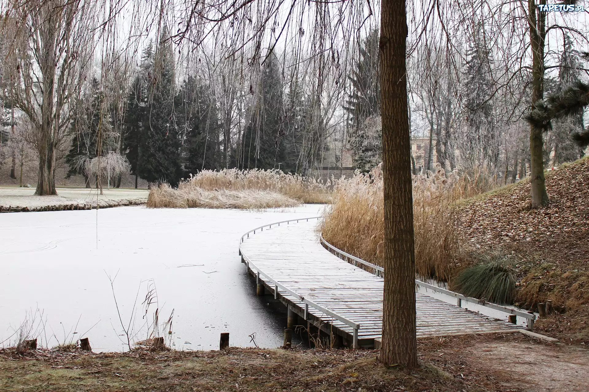 Zima, Park Staw, Pomost, Trawy, Drzewa