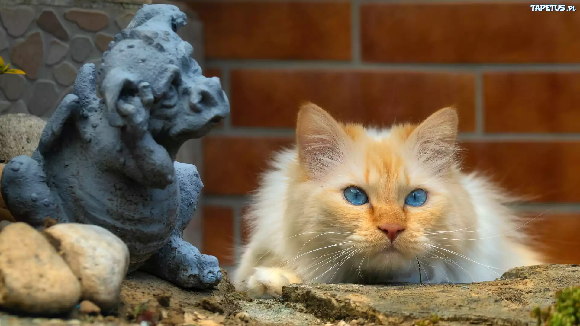 Jasnorudy, Niebieskooki, Kot