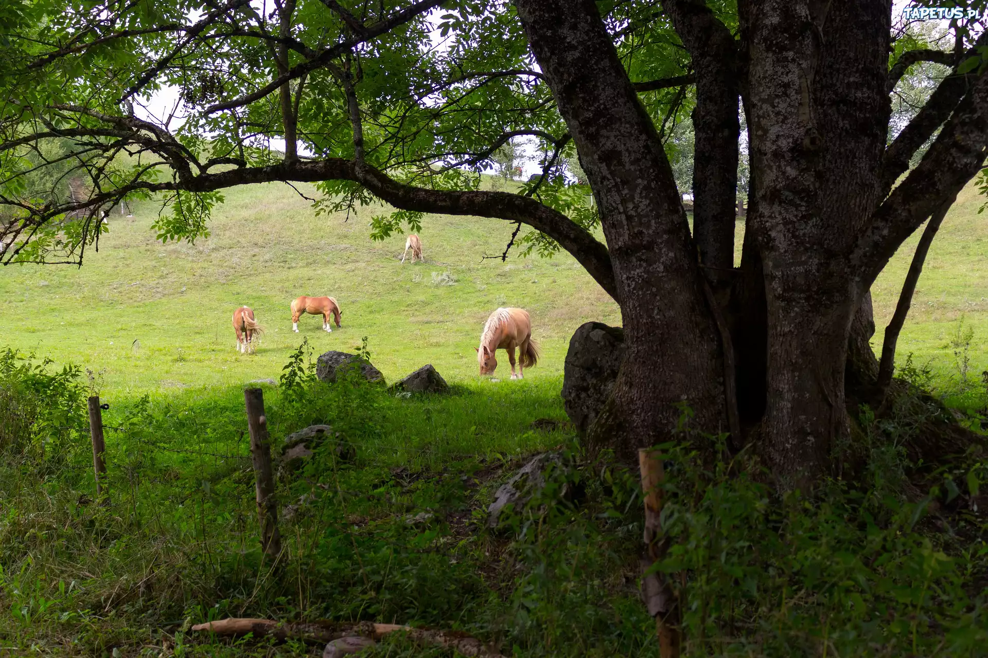 Konie, Pastwisko, Drzewo, Ogrodzenie