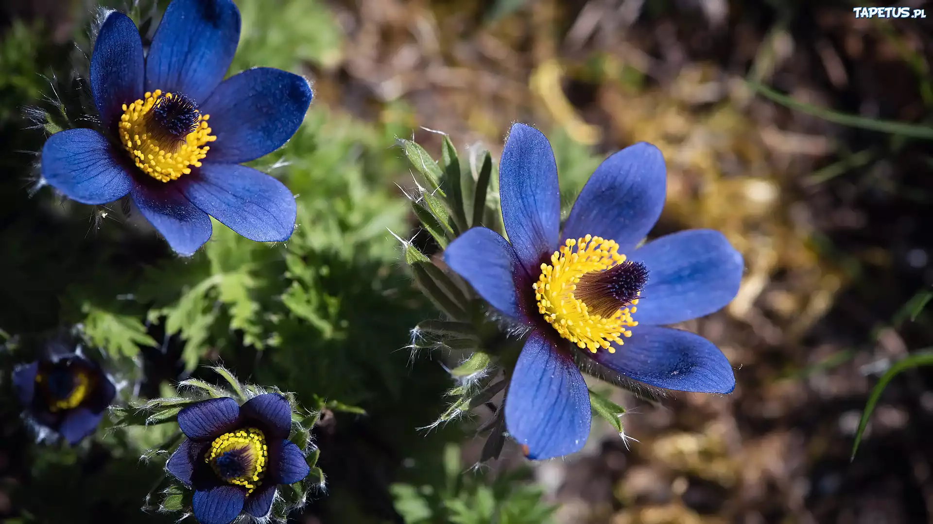 Kwiaty, Sasanki, Niebieskie